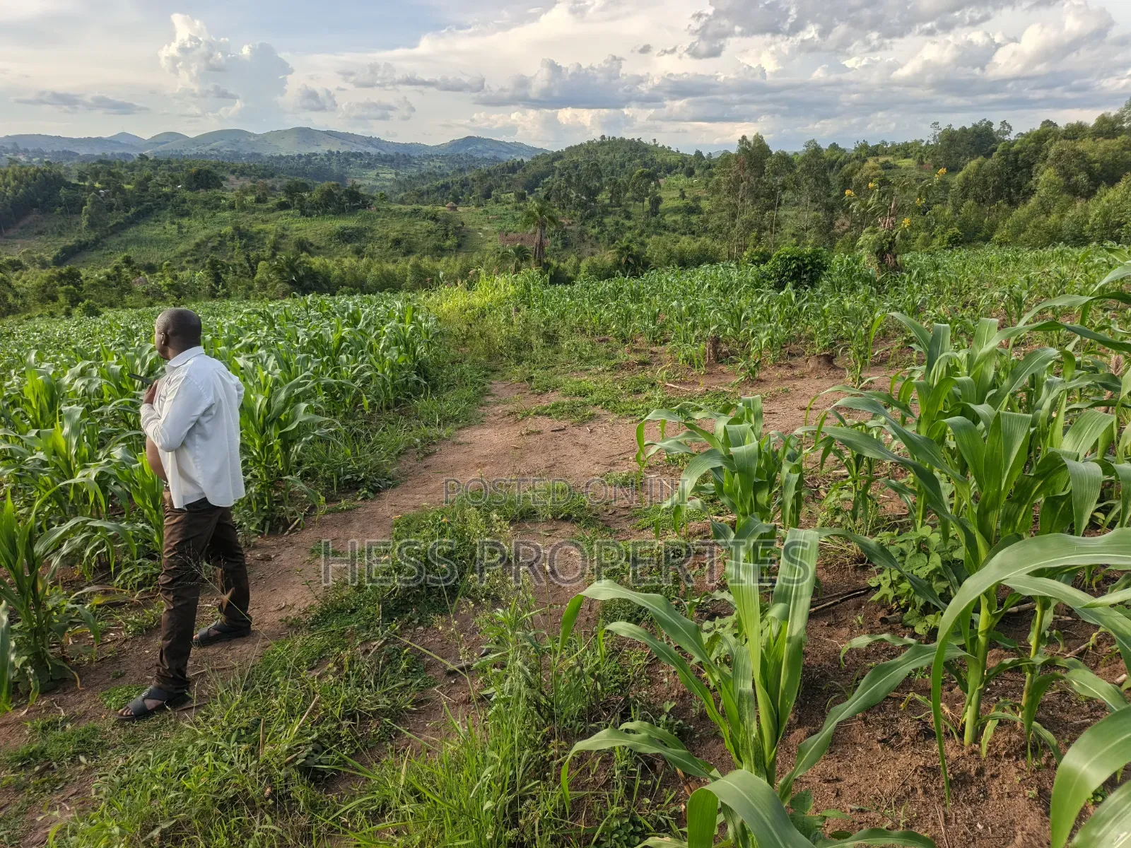 1.5acres of Land on Sale Located in Kigunda Kisojo Town Council in Kyenjojo