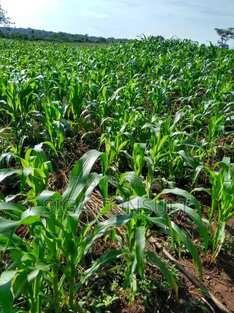 100 Acres of Private Mailo Land Is Available for Sale in Nakaseke in Wobulenzi TC