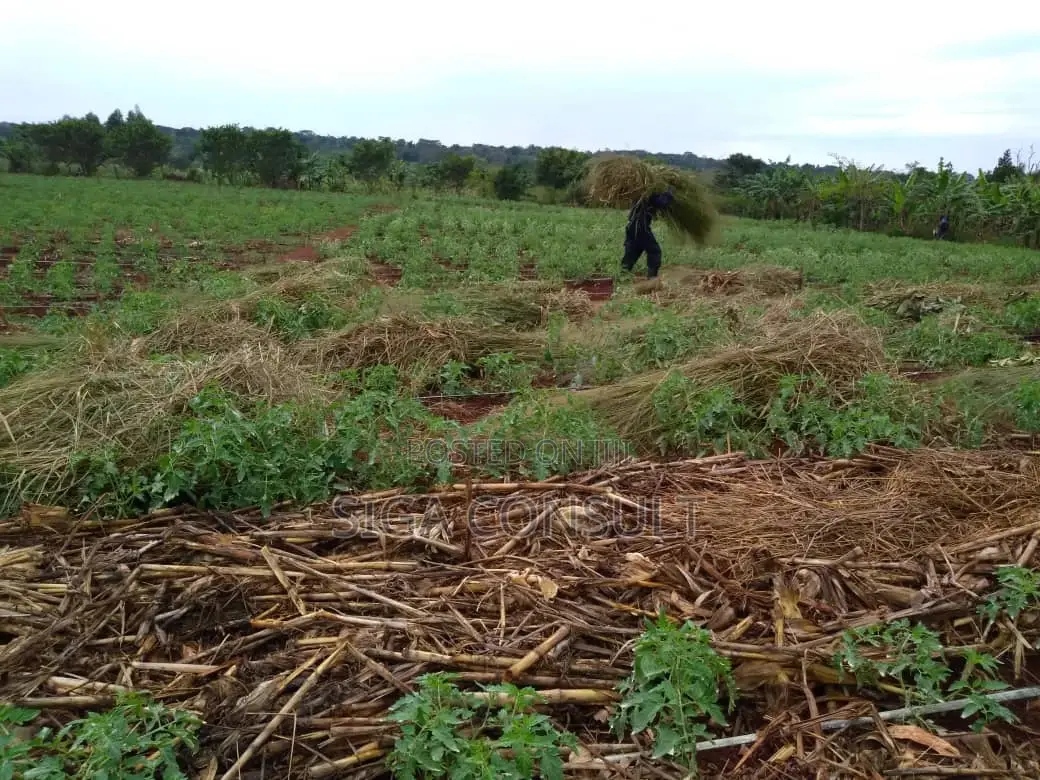 100 Acres of Private Mailo Land Is Available for Sale in Nakaseke in Wobulenzi TC
