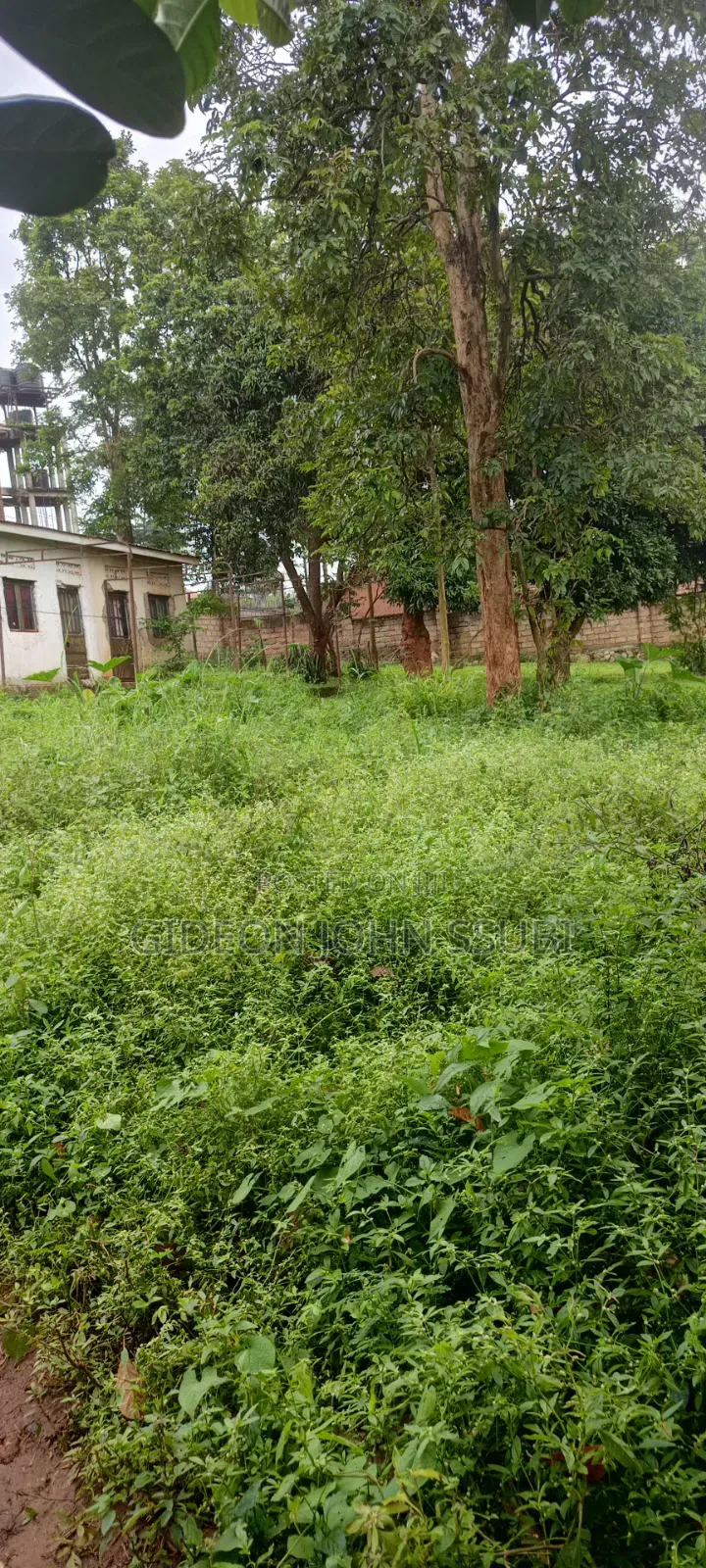 54 Decimals Commercial Land in Muyenga in Makindye