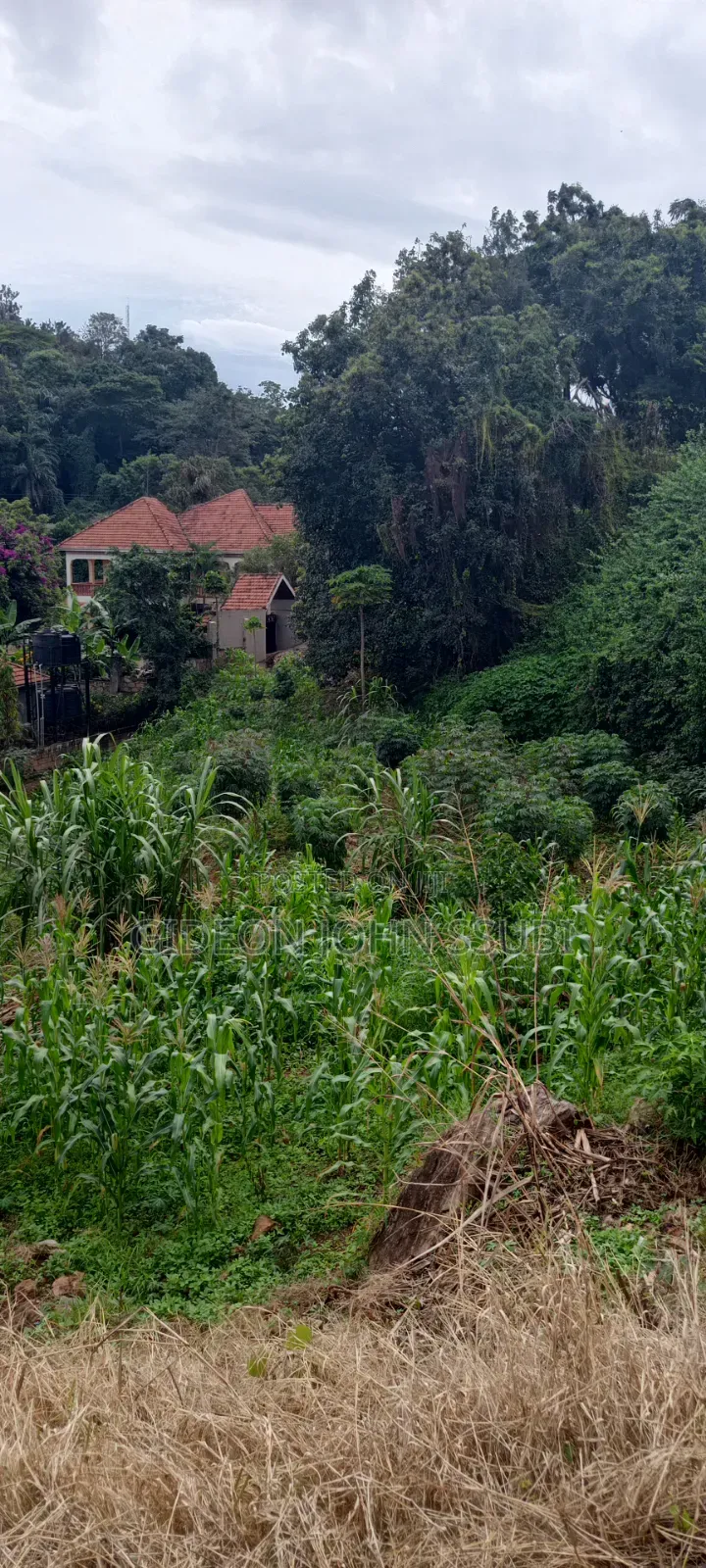 60 Commercial Land in Muyenga in Makindye
