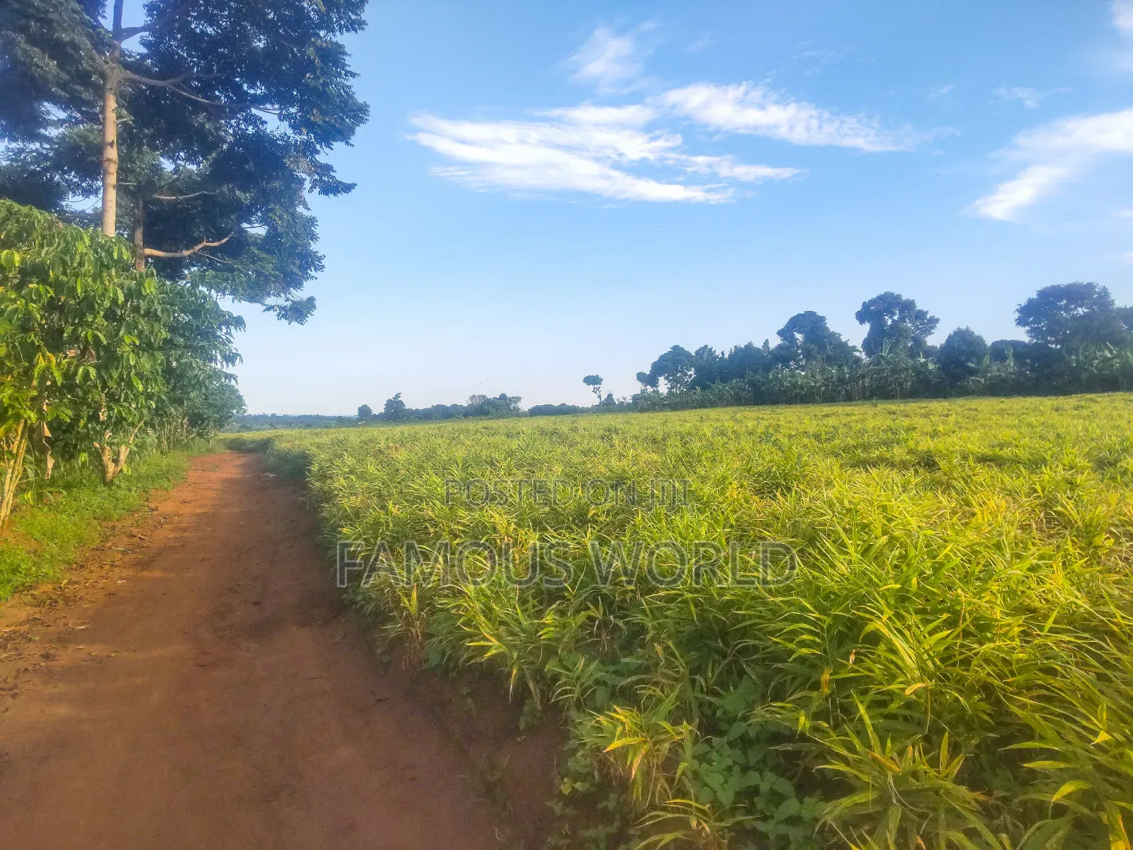 Mpigi Kamengo Land on Sale With Ntangawizi Plantation in Kamengo
