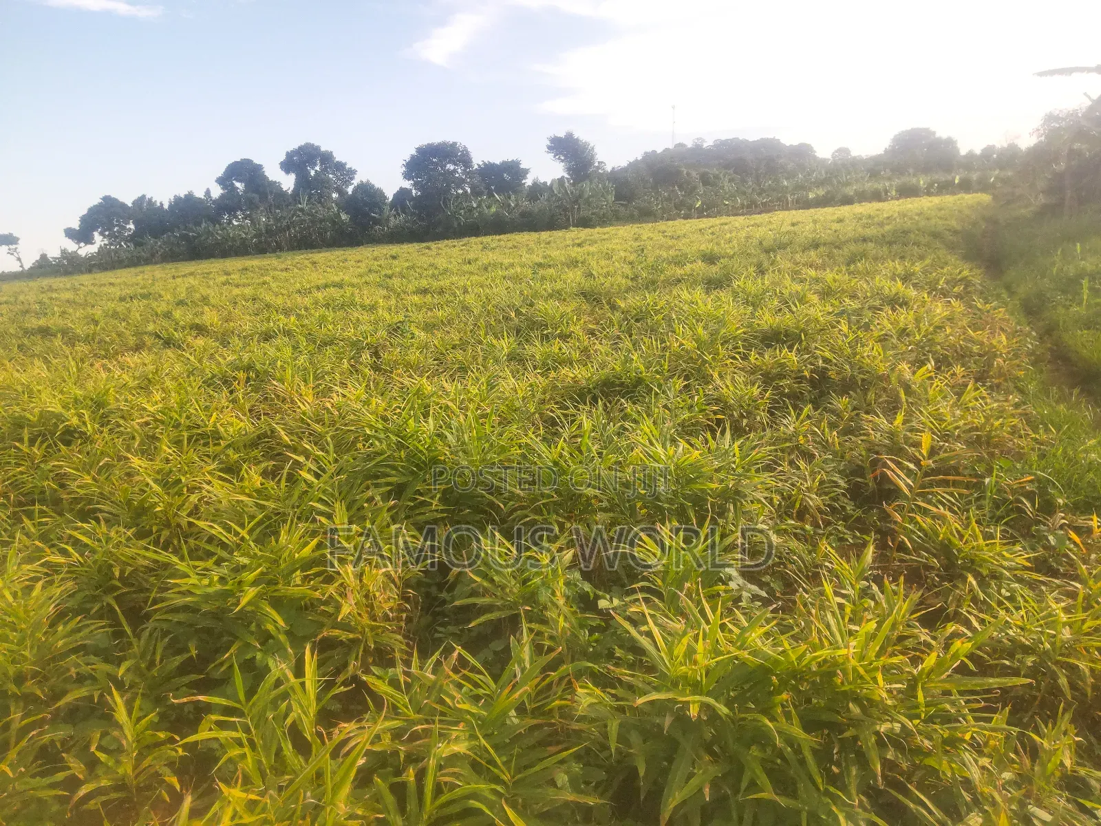 Mpigi Kamengo Land on Sale With Ntangawizi Plantation in Kamengo