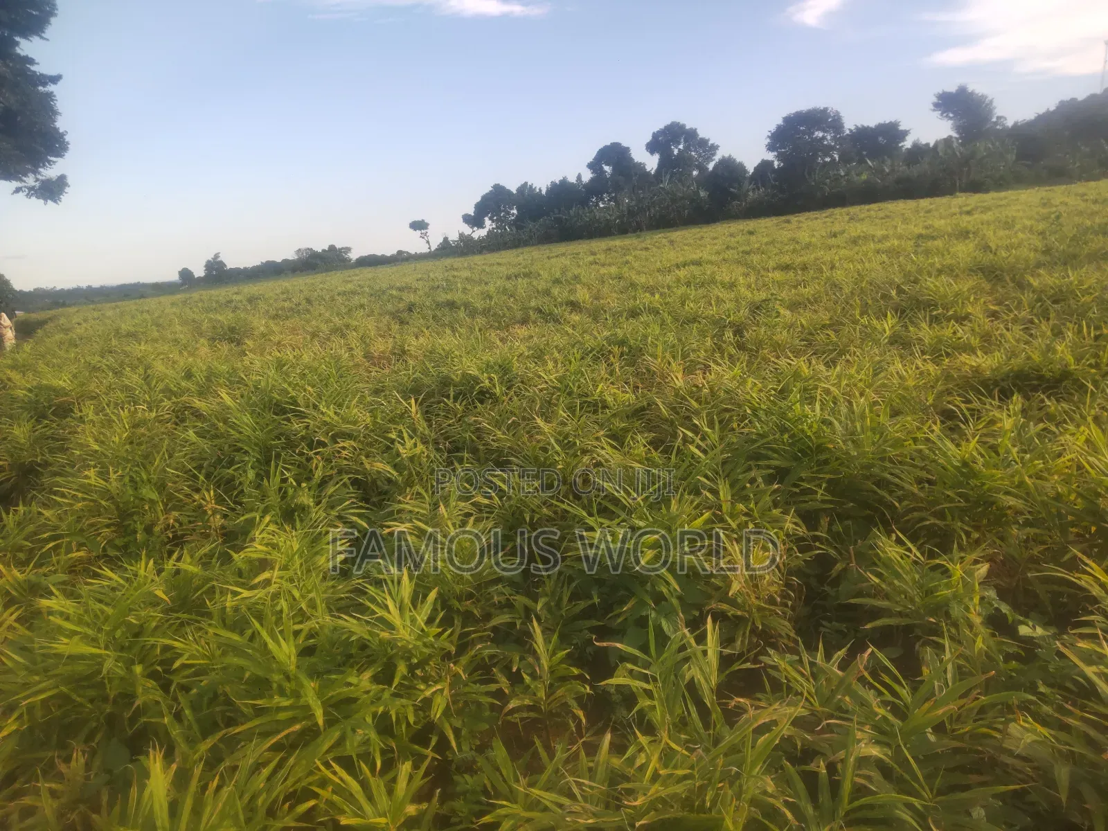 Mpigi Kamengo Land on Sale With Ntangawizi Plantation in Kamengo