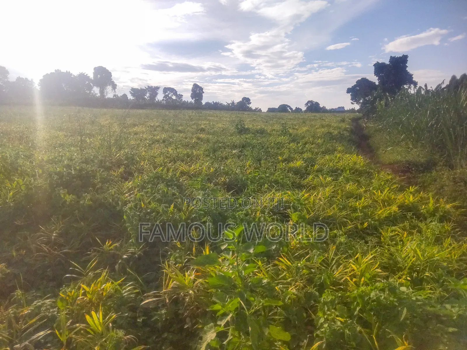 Mpigi Kamengo Land on Sale With Ntangawizi Plantation in Kamengo