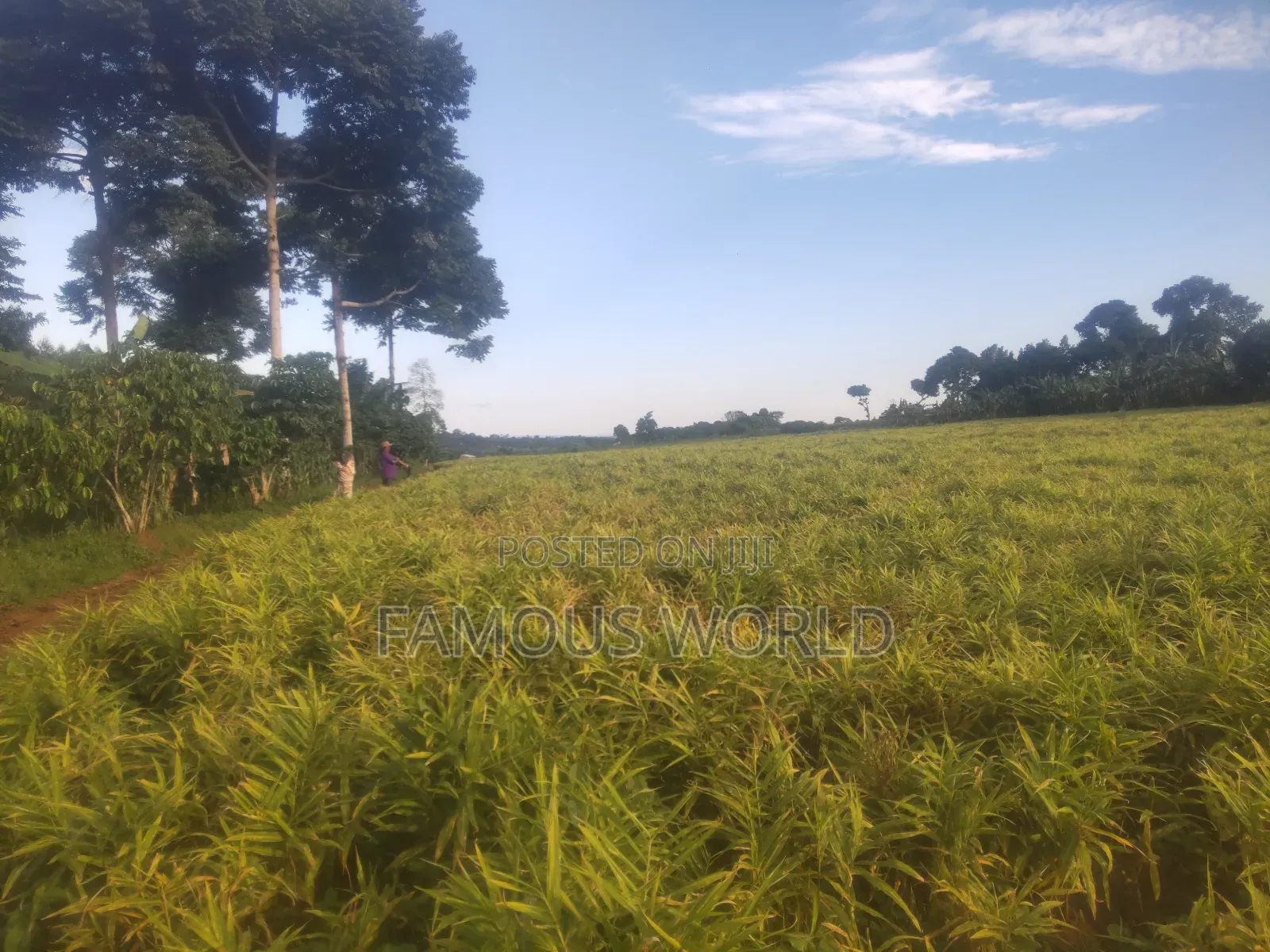 Mpigi Kamengo Land on Sale With Ntangawizi Plantation in Kamengo