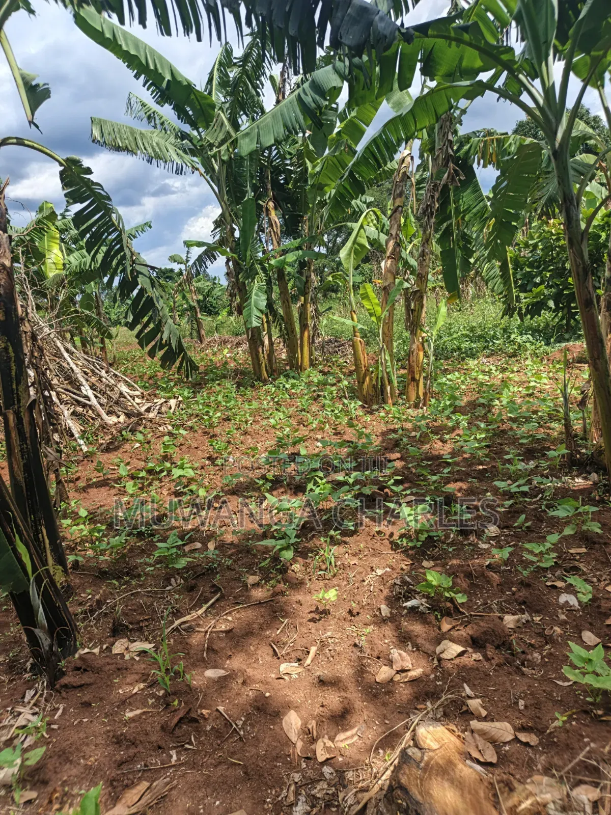 Land for Sale in Kakala Zirobwe in Luwero / Luwero