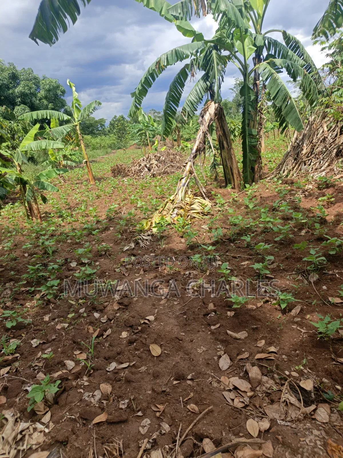 Land for Sale in Kakala Zirobwe in Luwero / Luwero