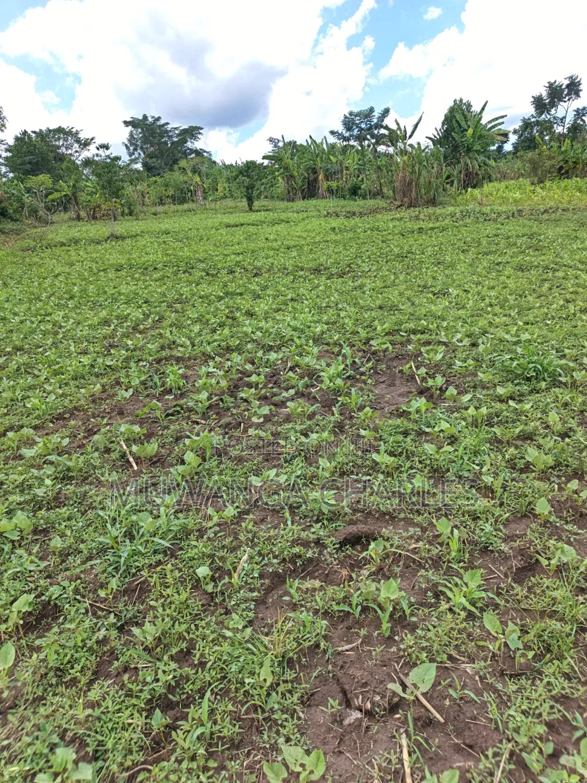 Land for Sale in Kakala Zirobwe in Luwero / Luwero