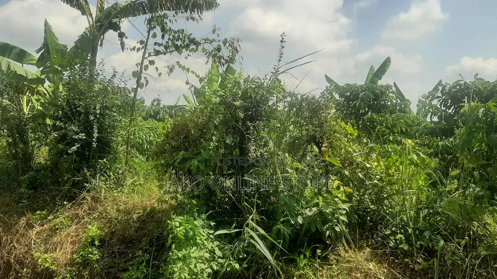 15 Acres for Sale in Bombo in Bombo TC