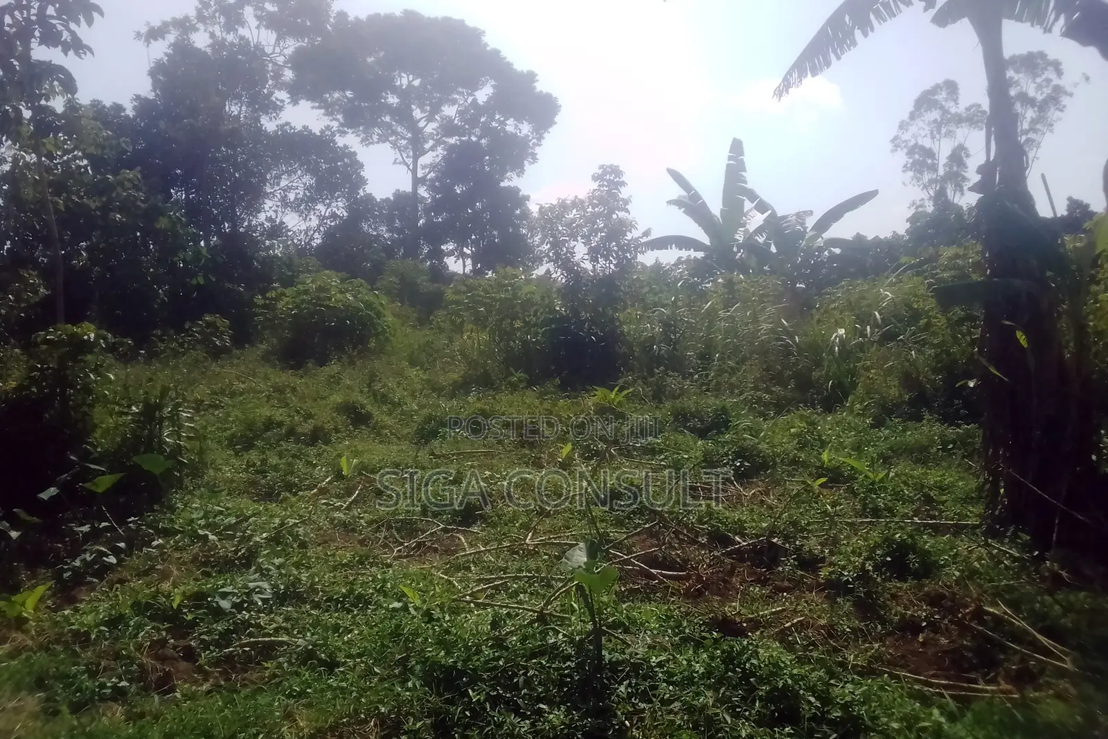 33 Acres of Cammercial Land Is on Sale at 120m in Kasayi Road, Mukono in Goma