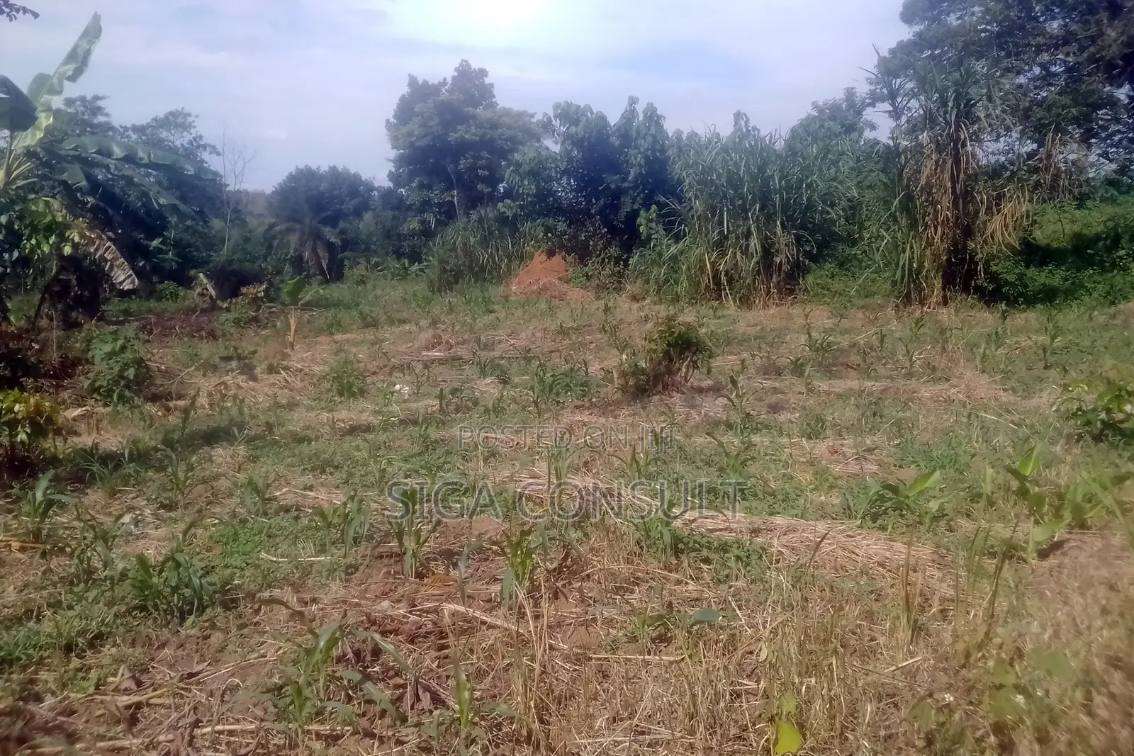 33 Acres of Cammercial Land Is on Sale at 120m in Kasayi Road, Mukono in Goma