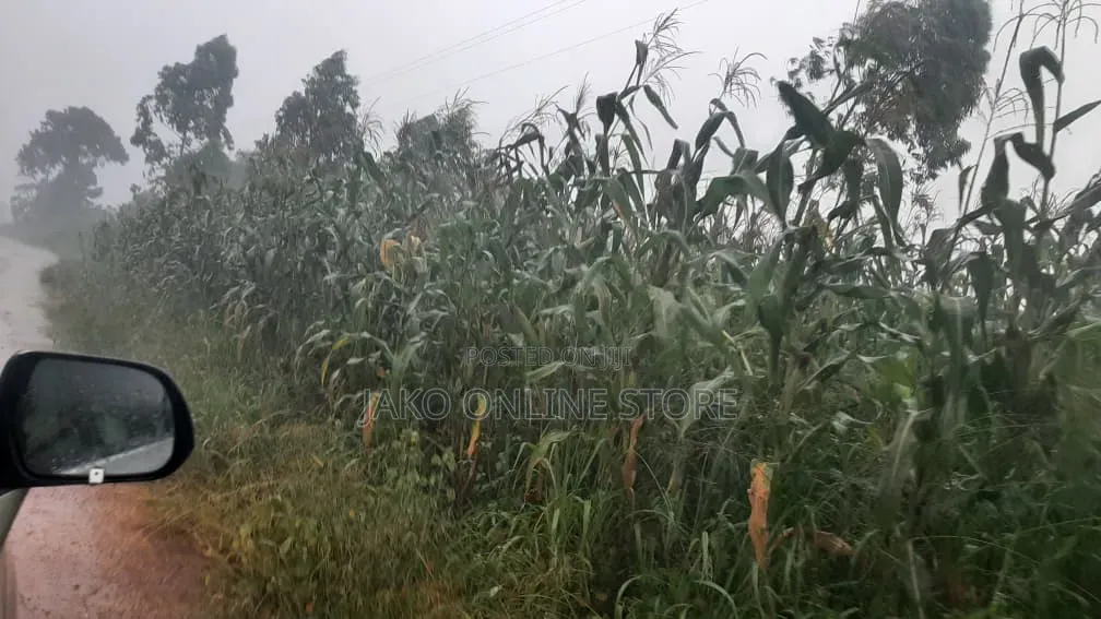 20 Acres for Sale in Wanfuufu, Luwero in Luwero / Luwero
