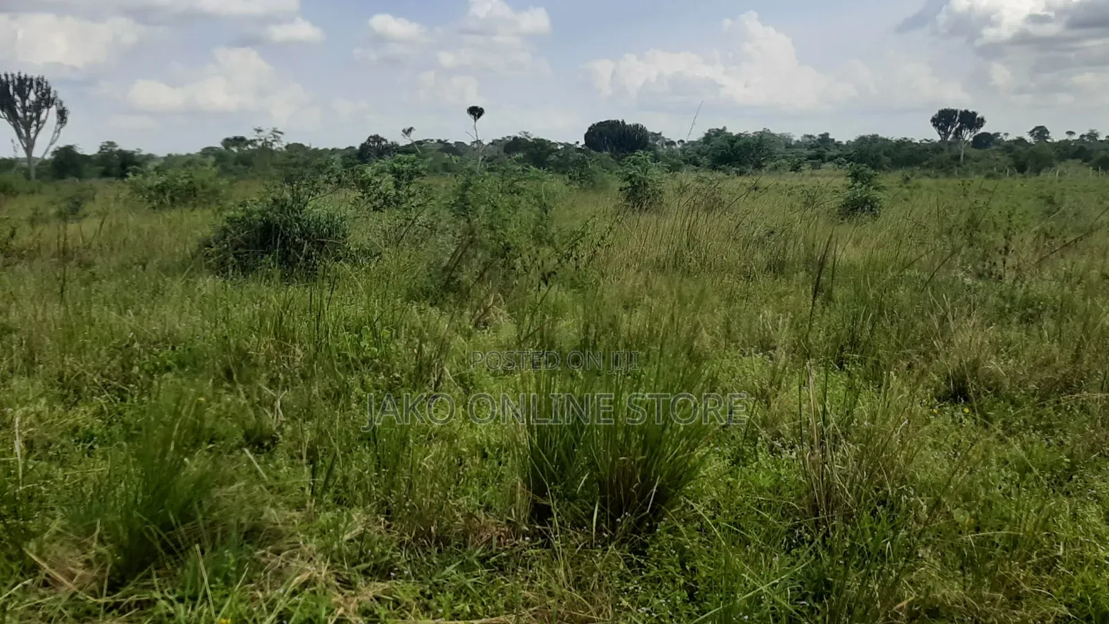 20 Acres for Sale in Wakyato, Nakaseke in Makulubita