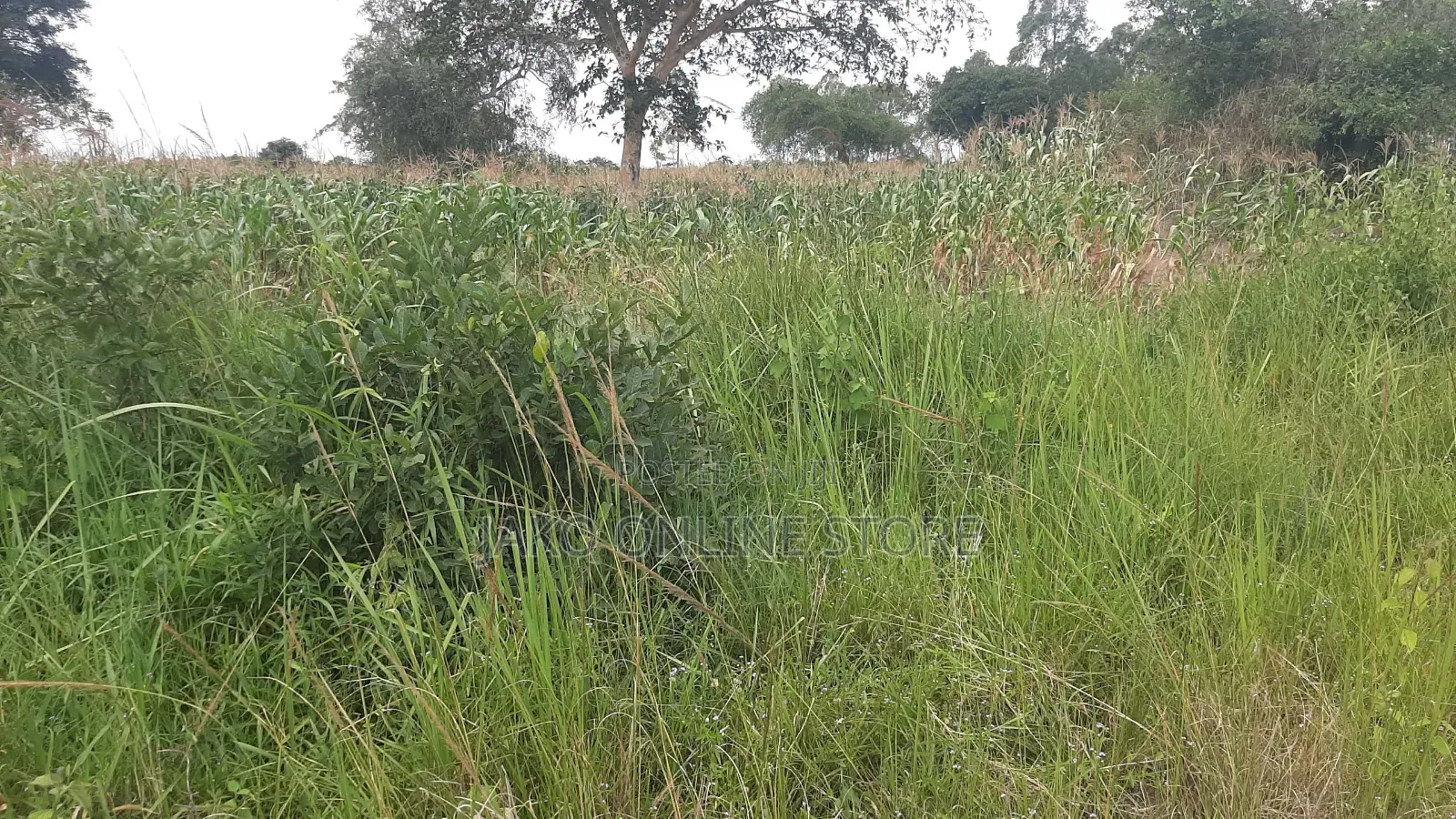 20 Acres for Sale in Wakyato, Nakaseke in Makulubita