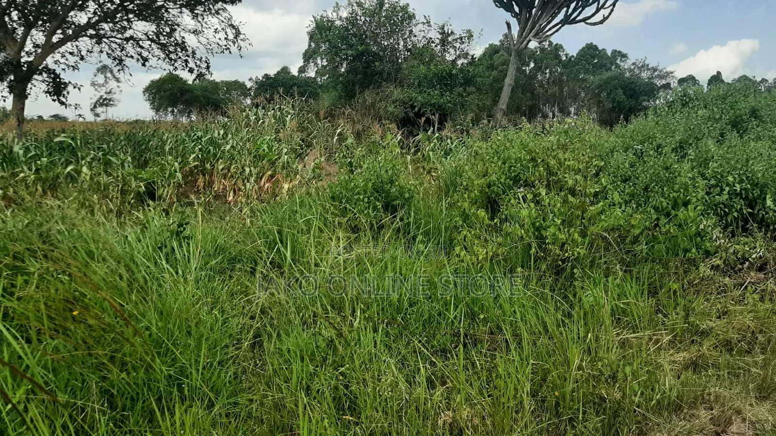 20 Acres for Sale in Wakyato, Nakaseke in Makulubita