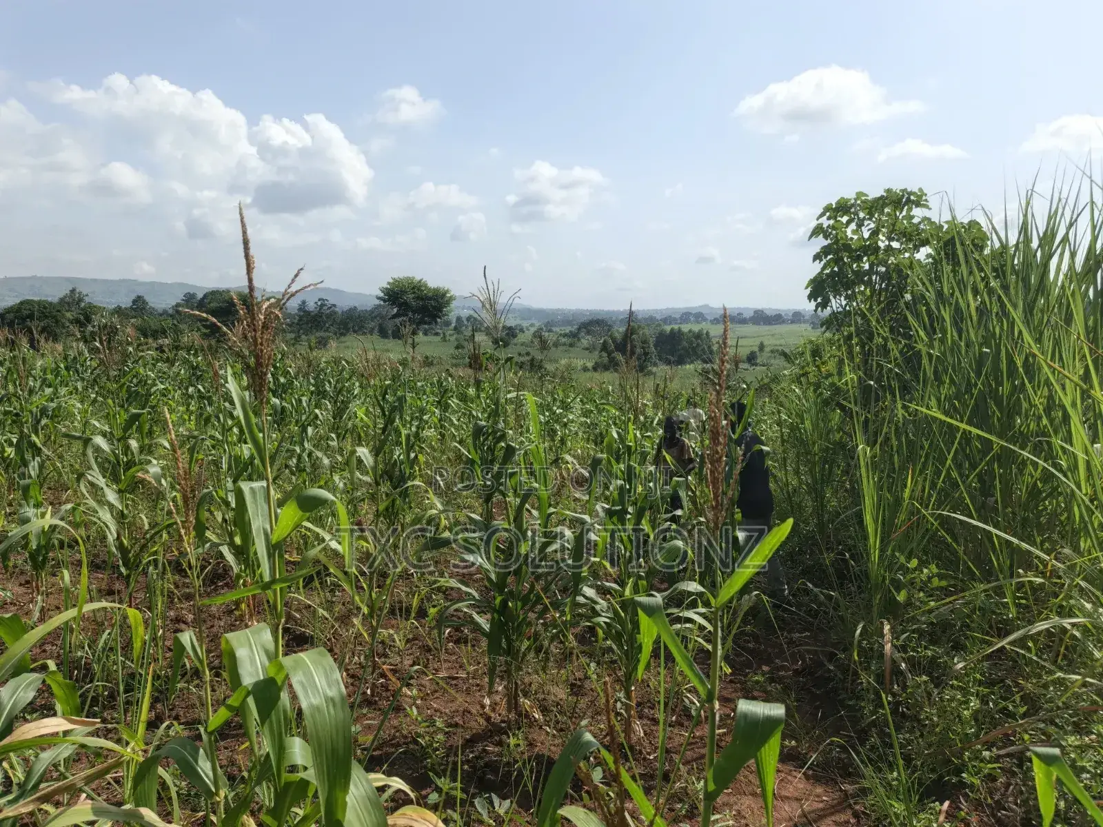 1acre Mixed Land Use for Sale Busede in Jinja