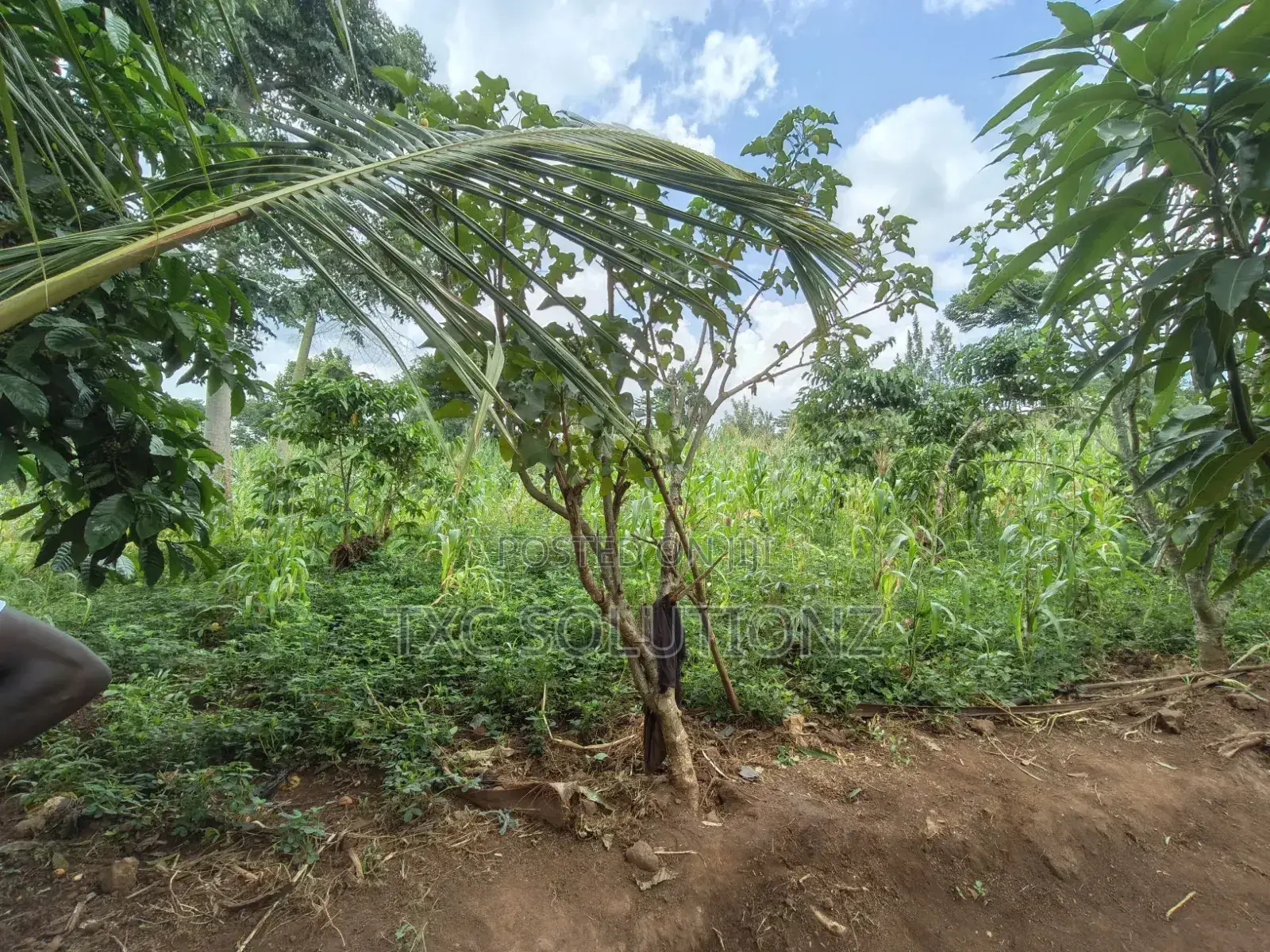 1acre Mixed Land Use for Sale Busede in Jinja