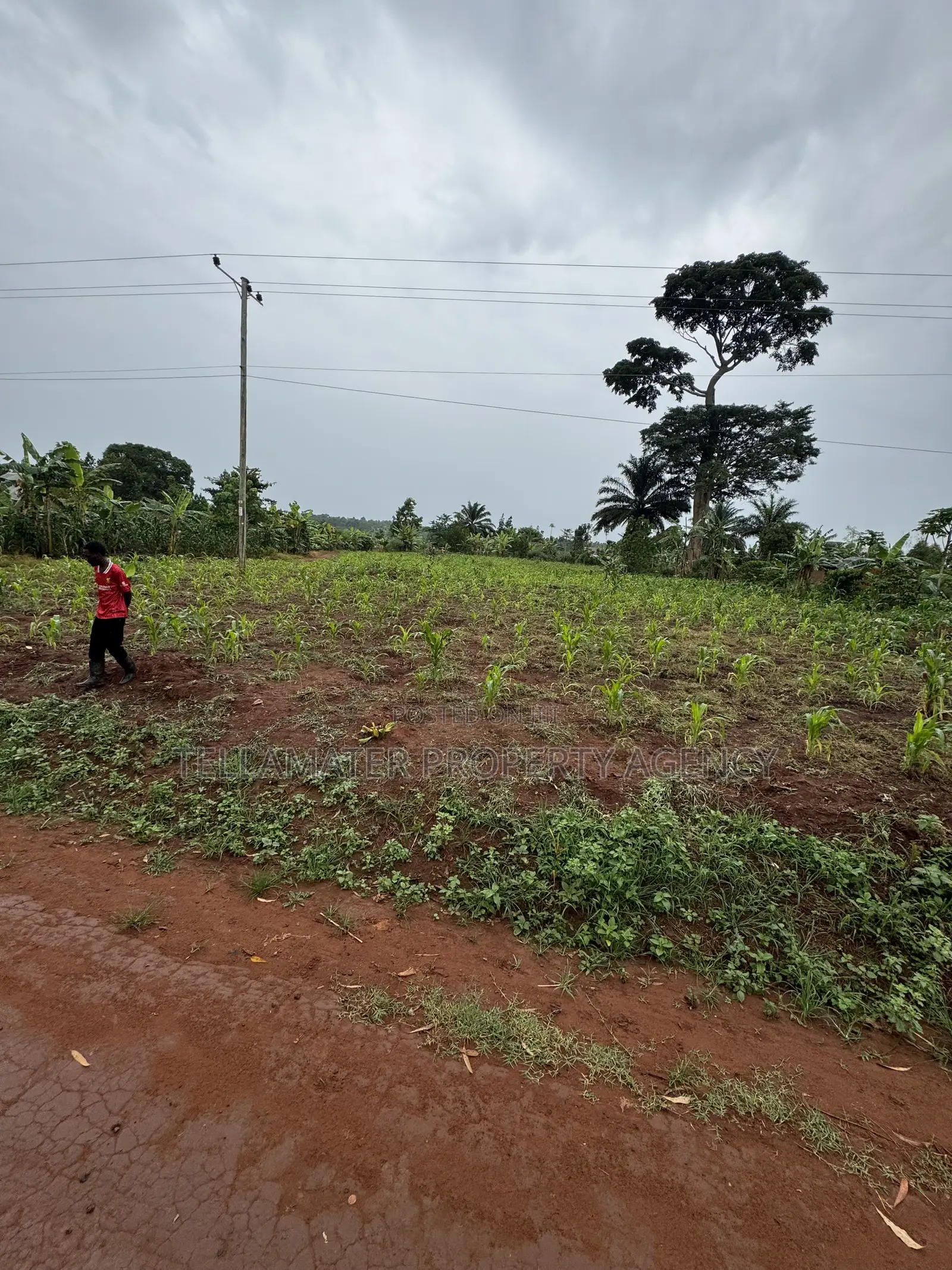 50*50ft and 50*100ft Plots With Maize and Kalitunsi for Sale in Kyampisi