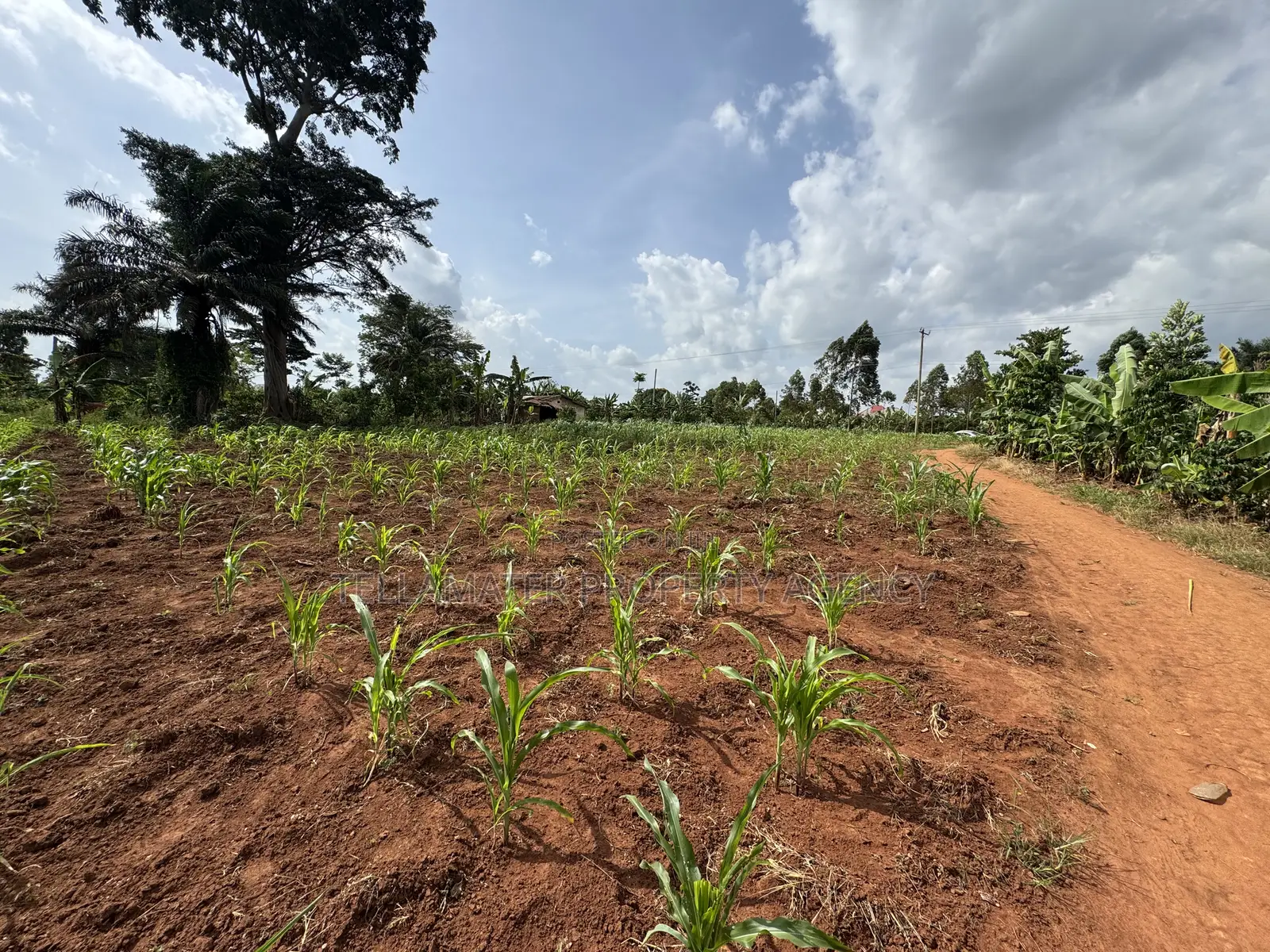 50*50ft and 50*100ft Plots With Maize and Kalitunsi for Sale in Kyampisi
