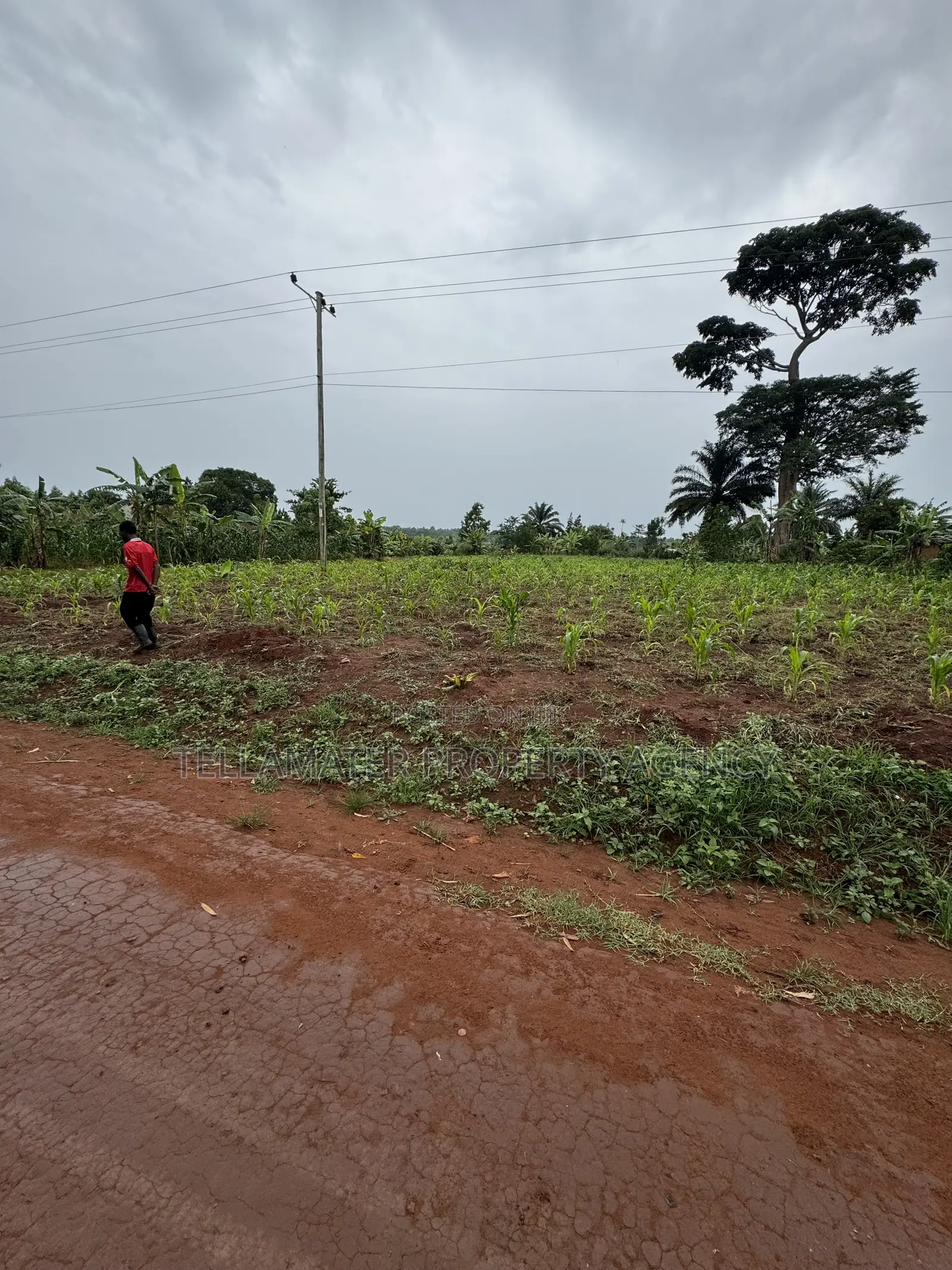 50*50ft and 50*100ft Plots With Maize and Kalitunsi for Sale in Kyampisi