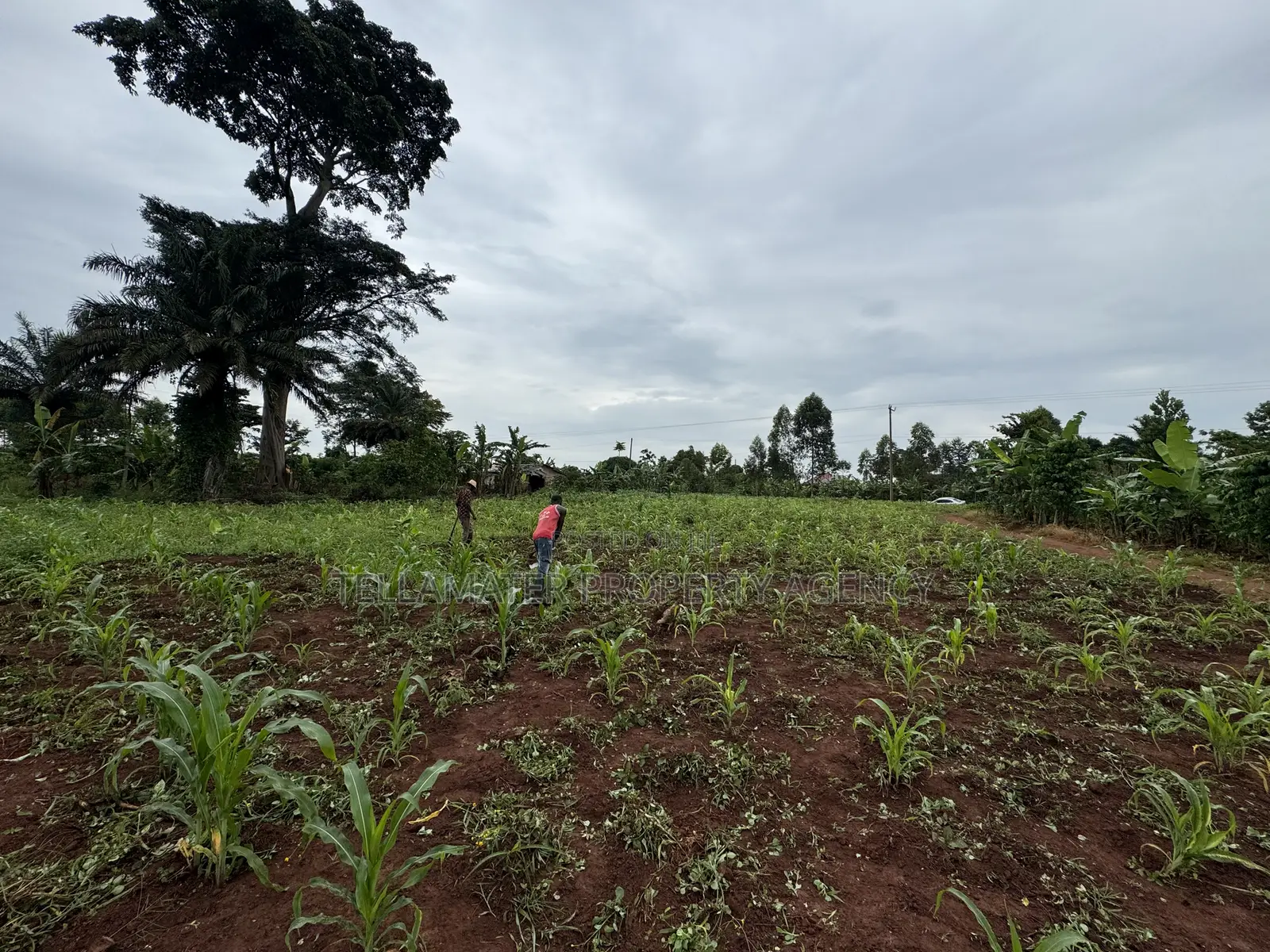 50*50ft and 50*100ft Plots With Maize and Kalitunsi for Sale in Kyampisi