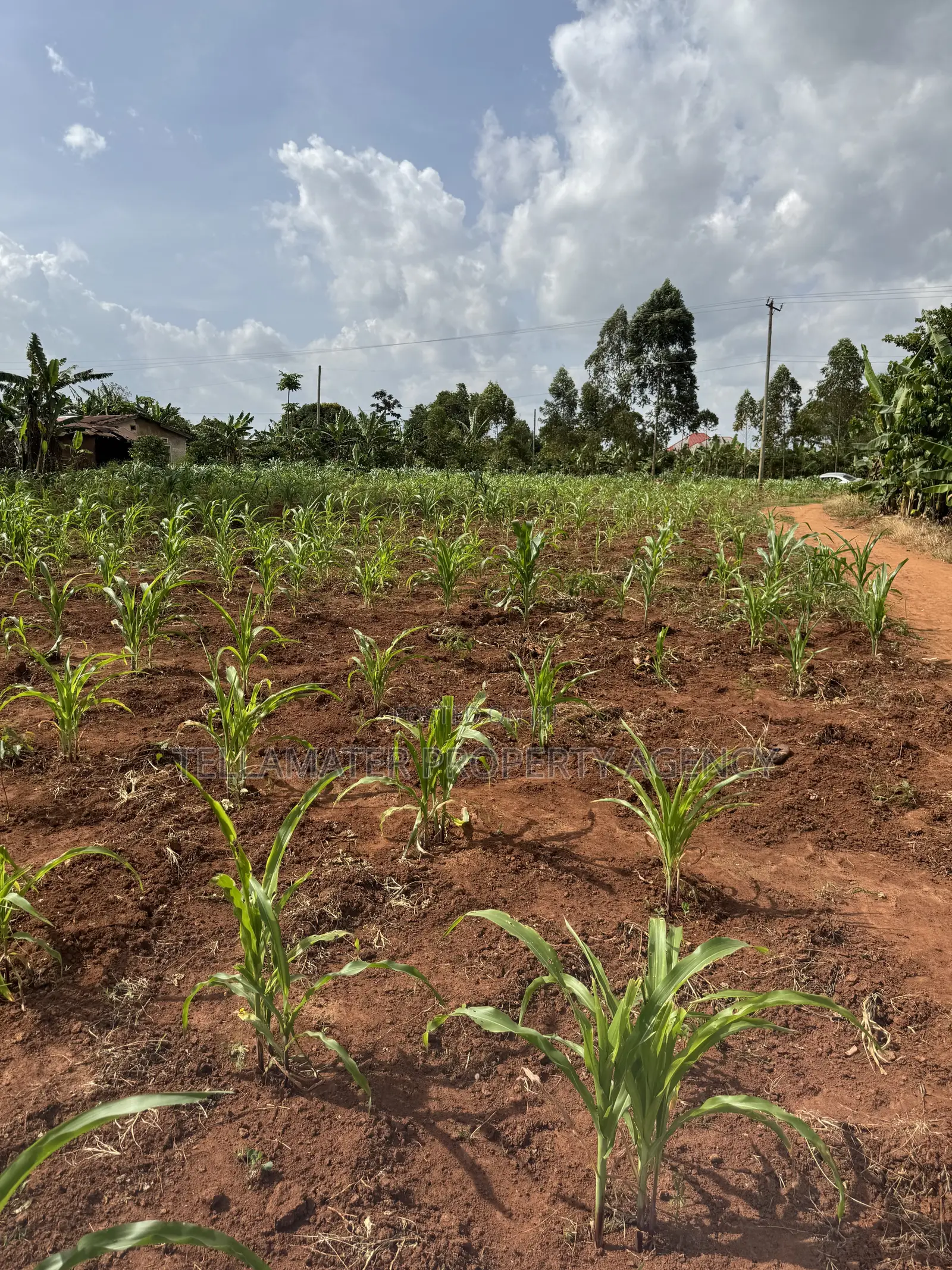 50*50ft and 50*100ft Plots With Maize and Kalitunsi for Sale in Kyampisi