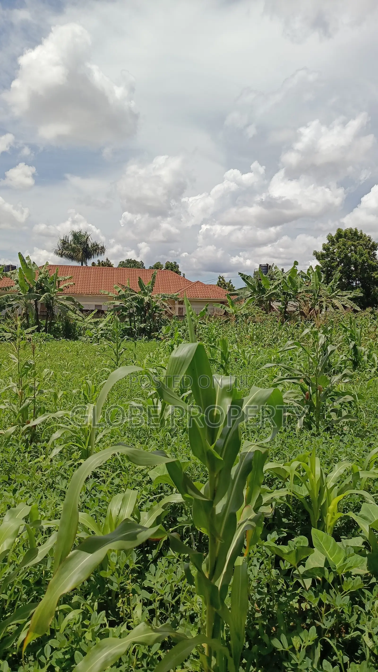 50x100 Plots for Sale at Buto Bweyogerere in Kira