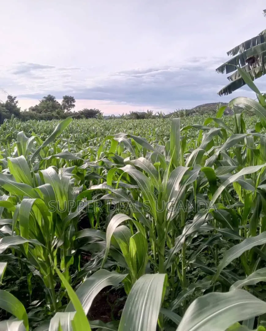 20 Acres of Land for Rent in Gayaza in Nakawa