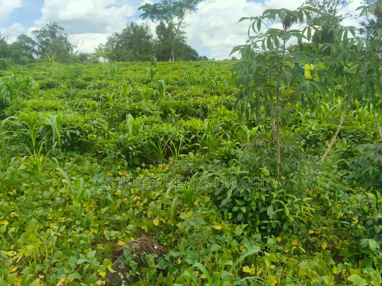 1 Acre of Land for Rent in Gayaza in Nakawa