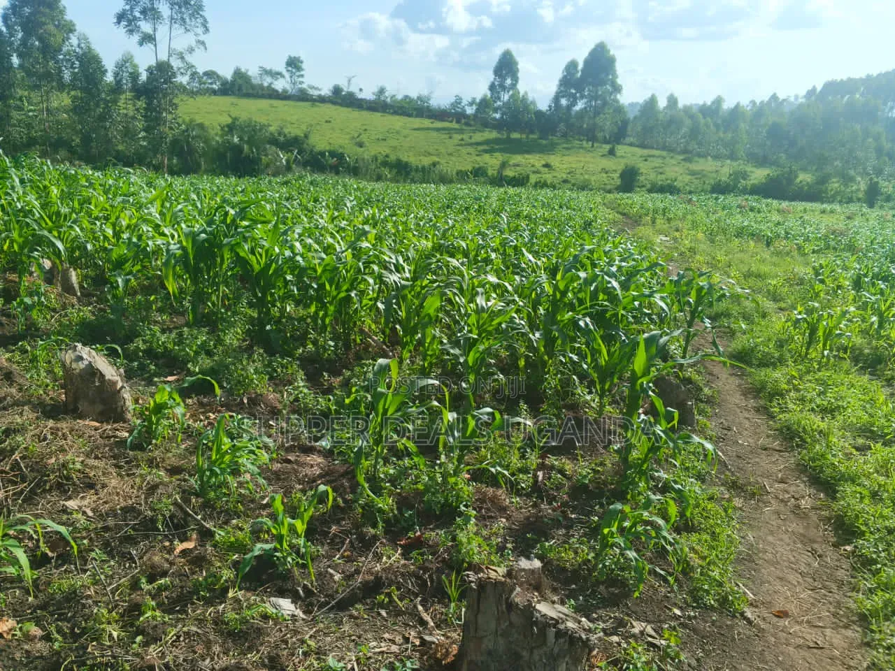 1 Acre of Land for Rent in Gayaza in Nakawa