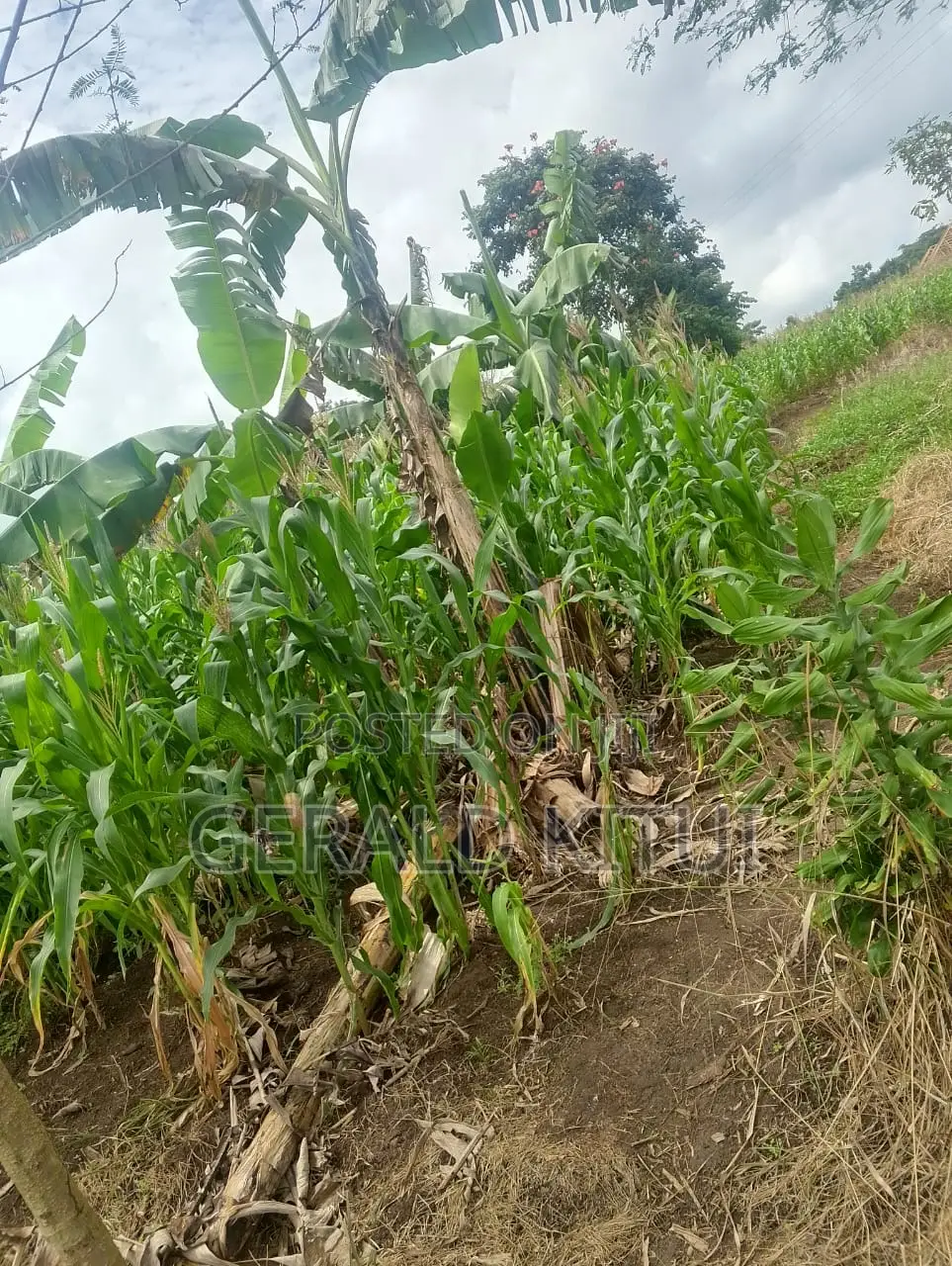 Plot for Sale in Mukono Plus a 2 Roomed House as You Can See in Mukono TC
