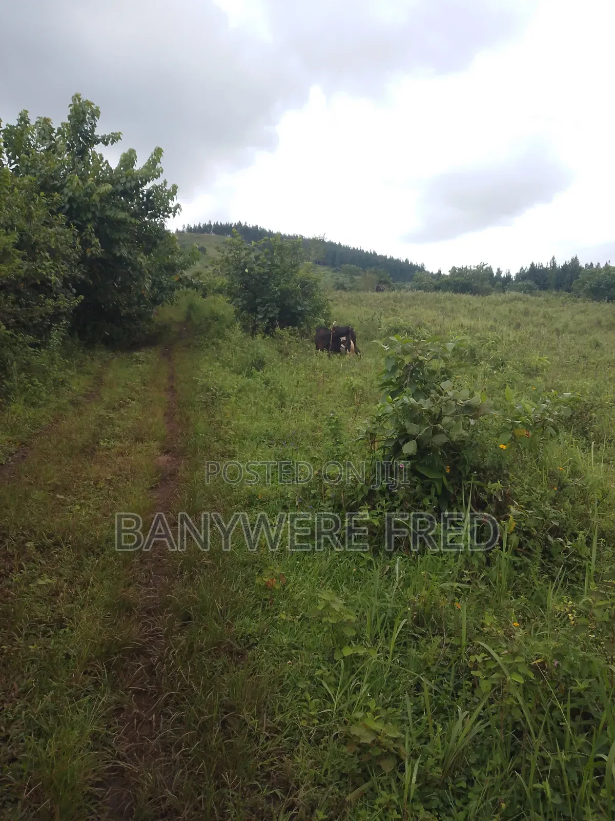 90 Acres of Farmland for Sale in Nangunga in Ntenjeru / Mukono