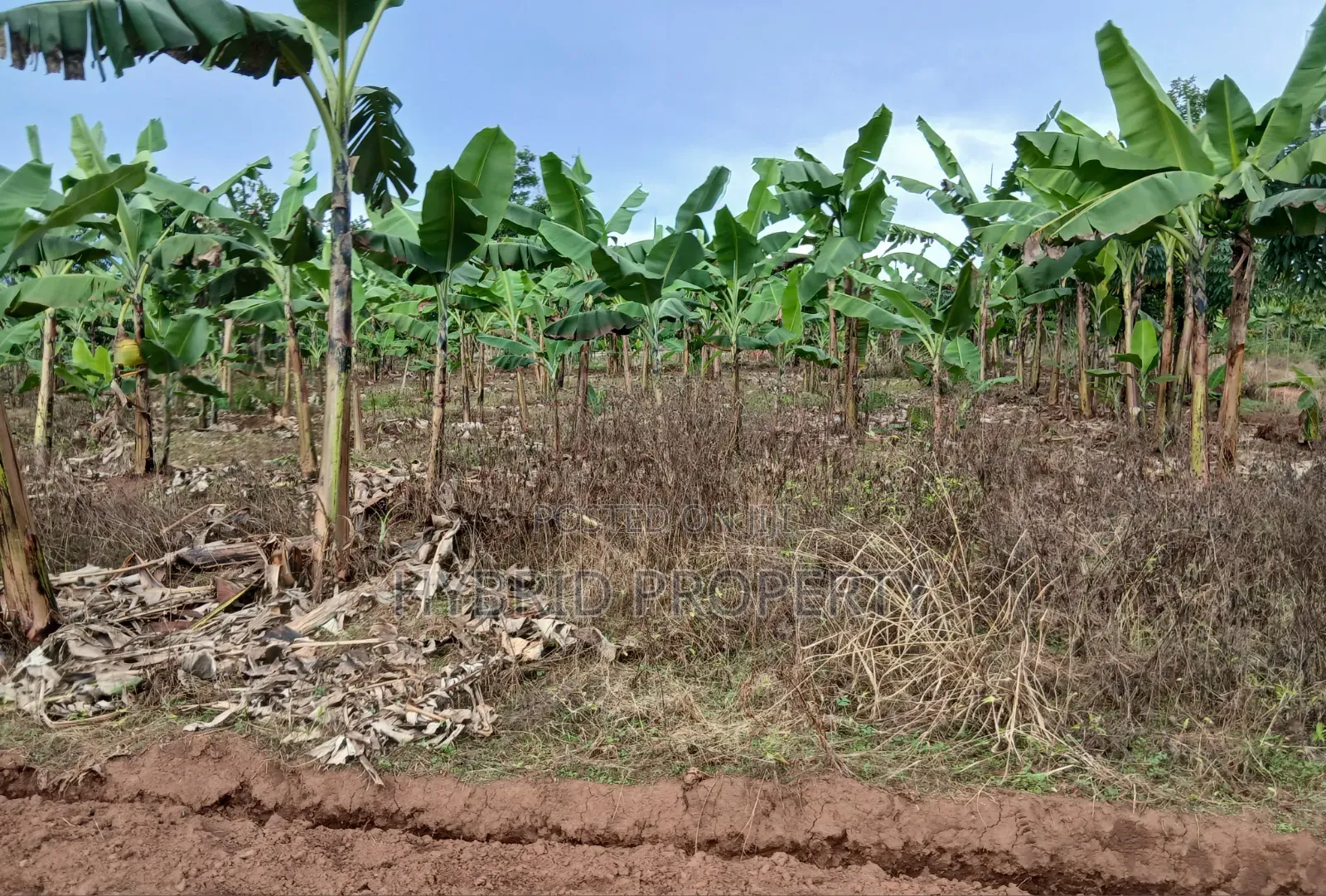 Prime Plots for Sale at Katende~Luvumbula Land Estate Along Masaka Rd in Kiringente