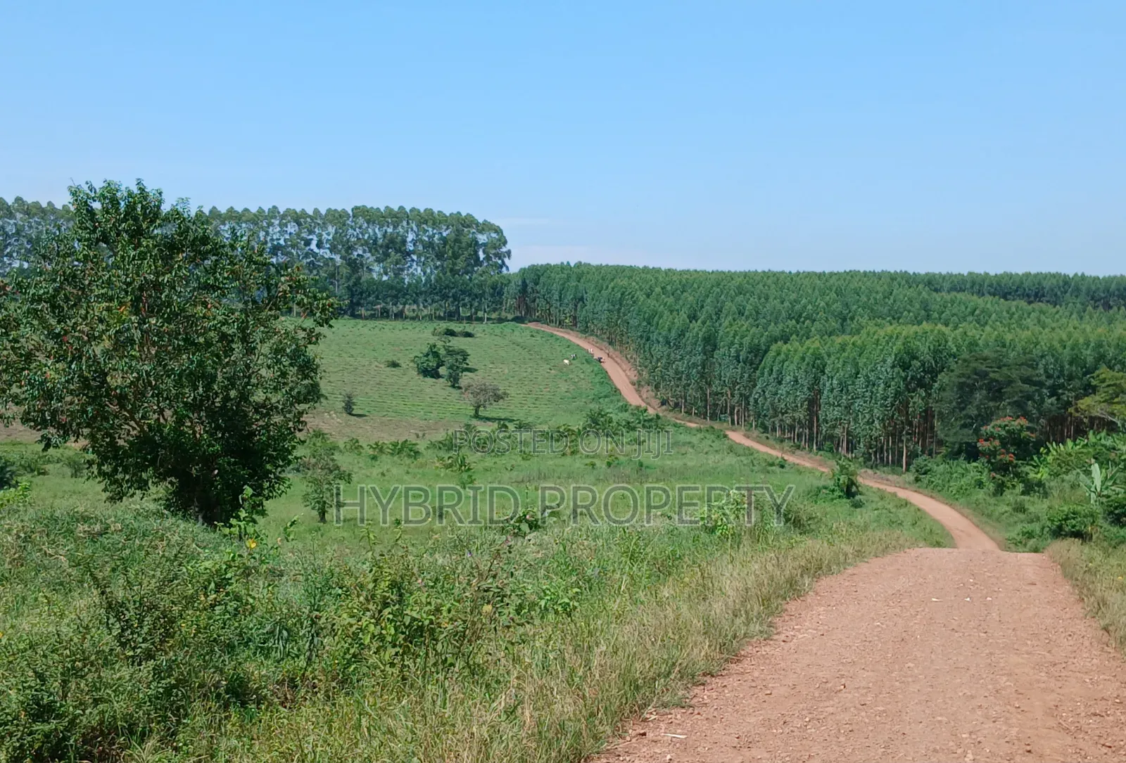 Fertile 640acres for Rent at Busunju~Sekanyonyi Hoima Road. in Ssekanyonyi