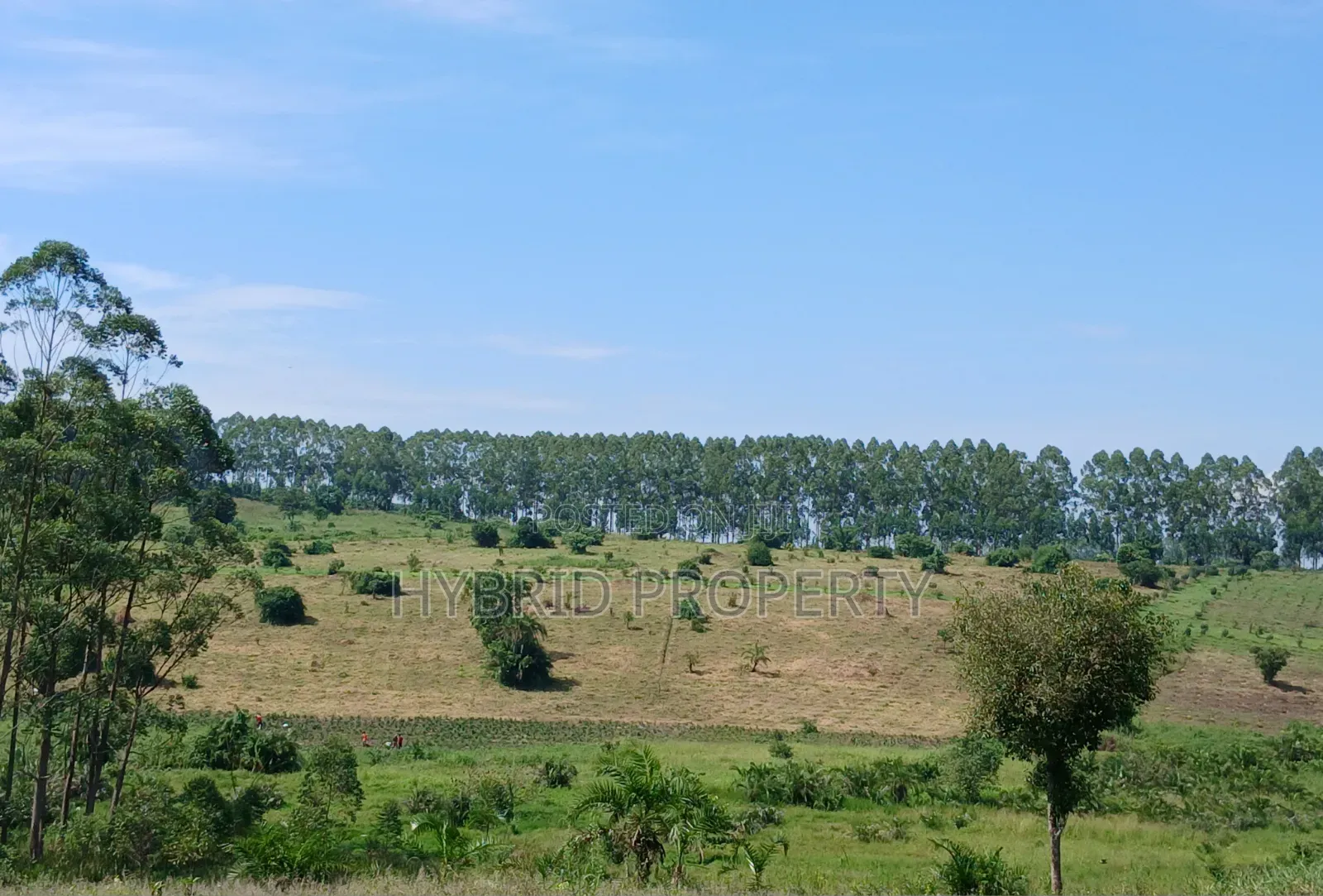 Fertile 640acres for Rent at Busunju~Sekanyonyi Hoima Road. in Ssekanyonyi
