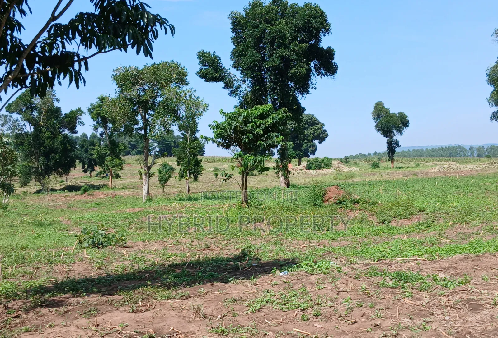 Fertile 640acres for Rent at Busunju~Sekanyonyi Hoima Road. in Ssekanyonyi