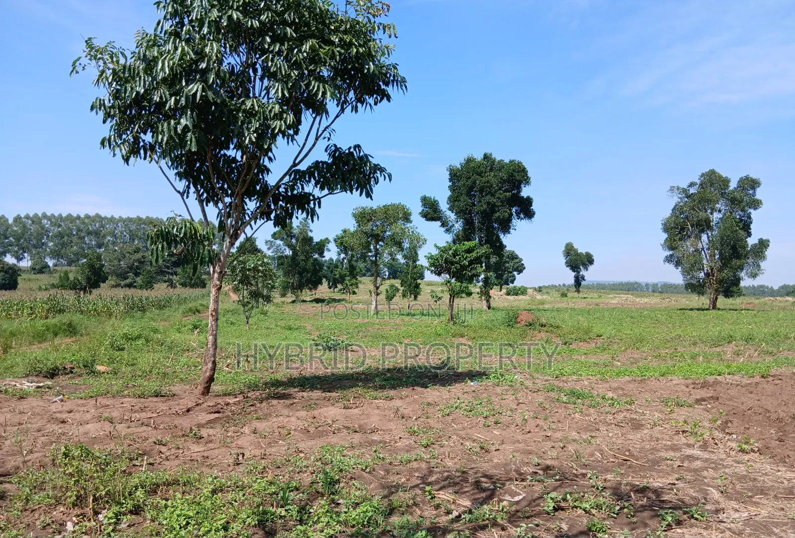 Fertile 640acres for Rent at Busunju~Sekanyonyi Hoima Road. in Ssekanyonyi