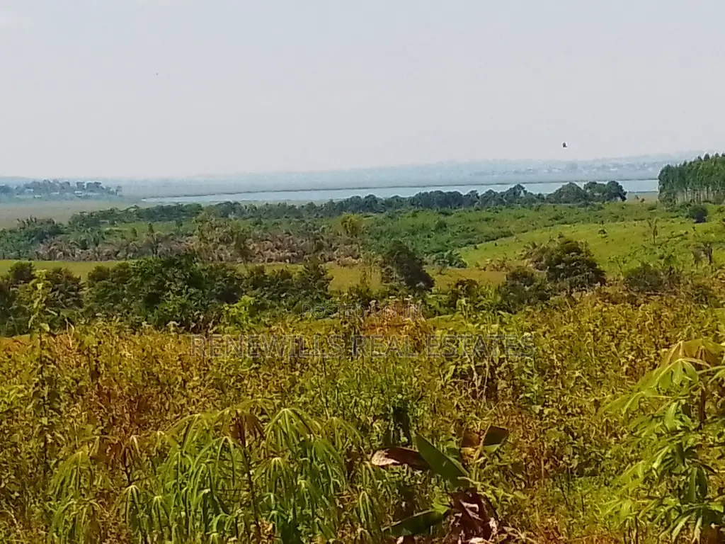 New Estate in Buwaya Sazi Measuring 14 12 Decimal Plots, Near Road in Kasanje