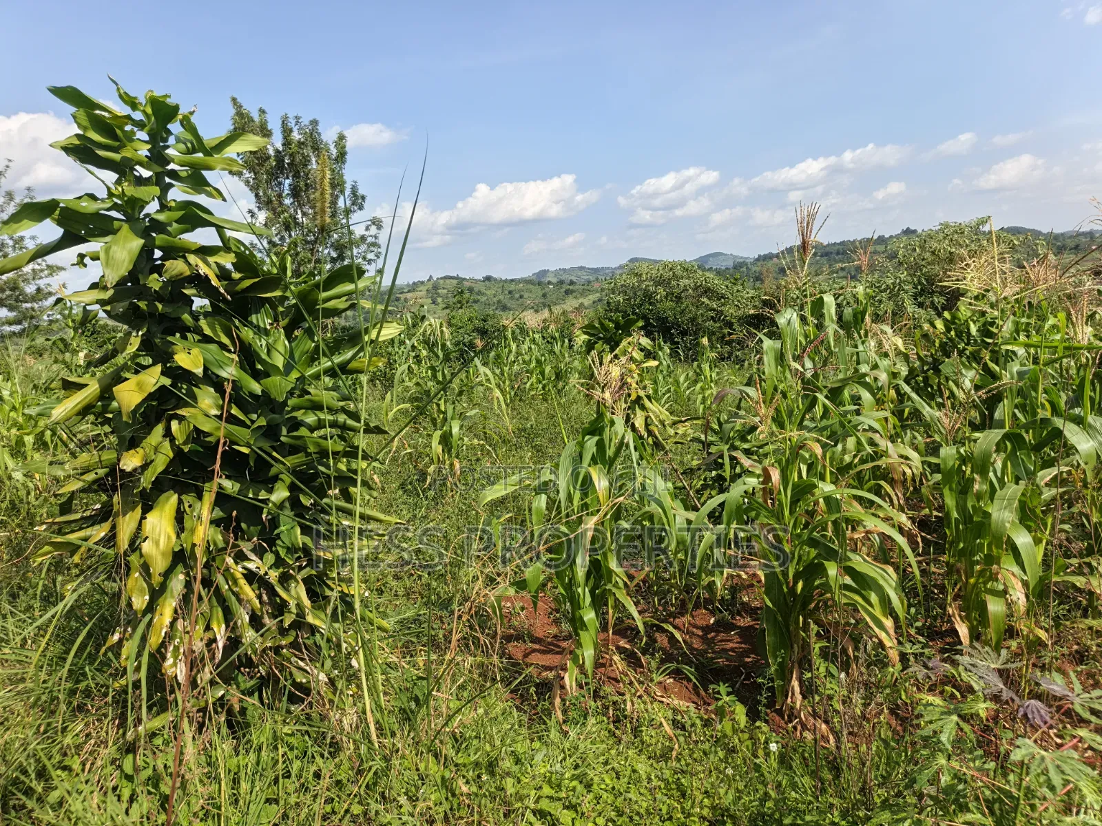 5.5acres of Commercial Land on Sale in Mukuunyu Town Council in Kyenjojo