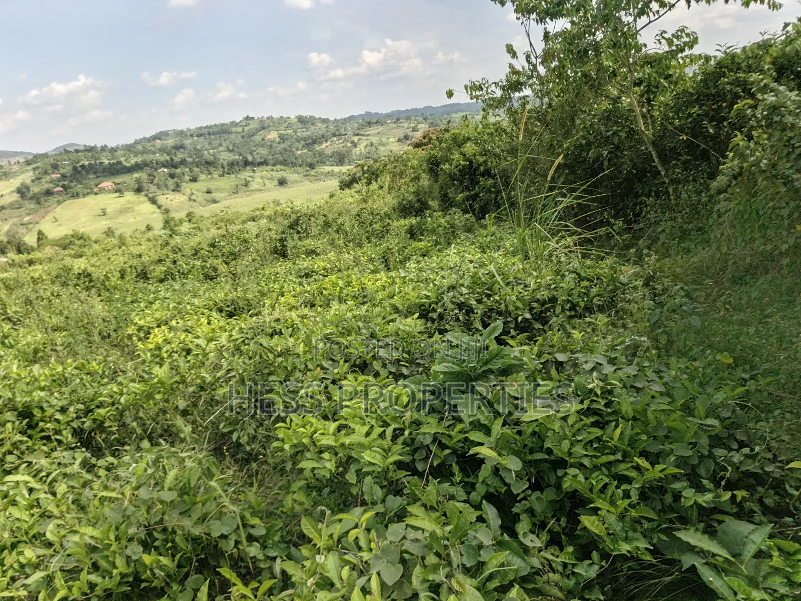 5.5acres of Commercial Land on Sale in Mukuunyu Town Council in Kyenjojo
