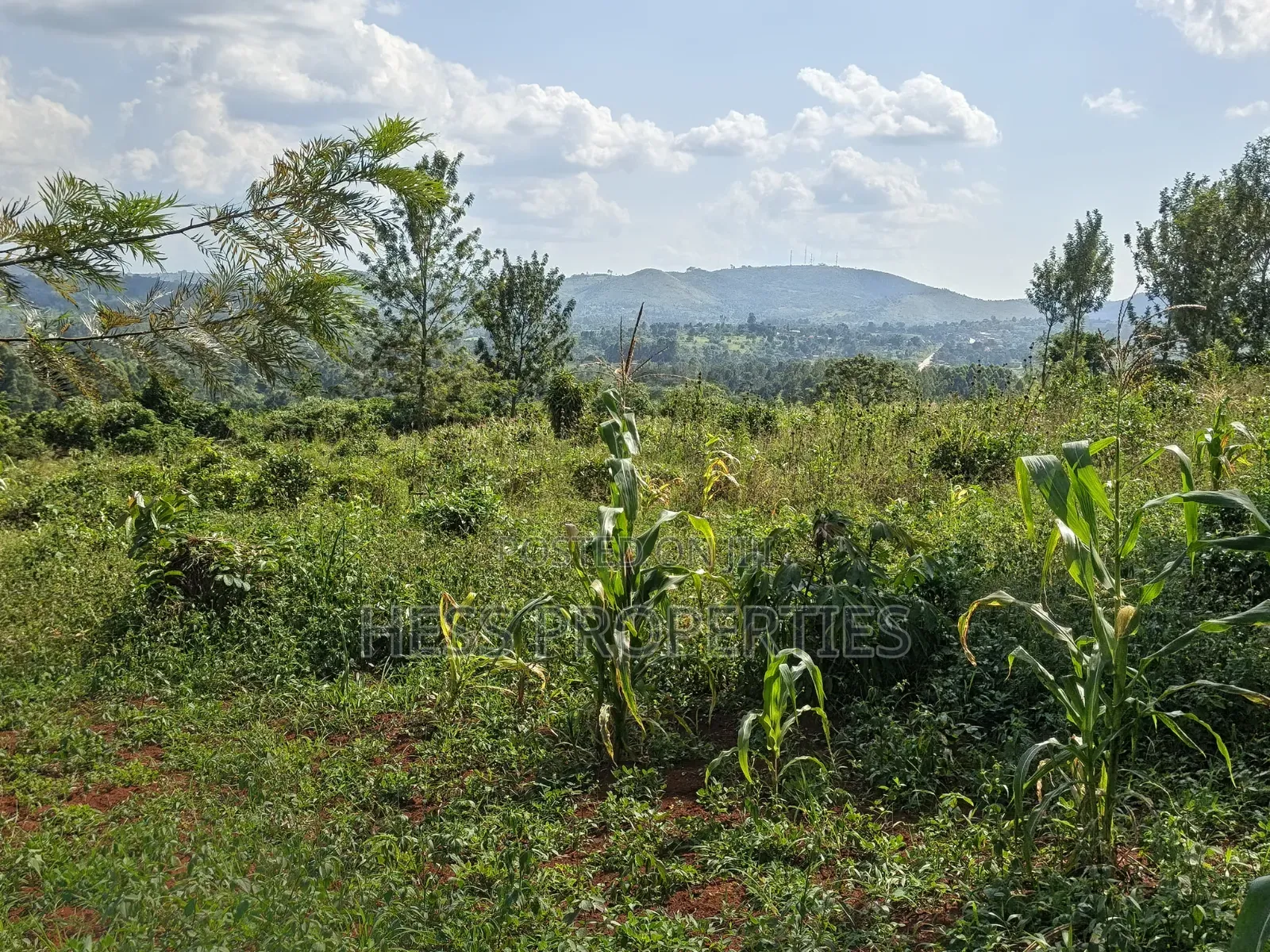 5.5acres of Commercial Land on Sale in Mukuunyu Town Council in Kyenjojo