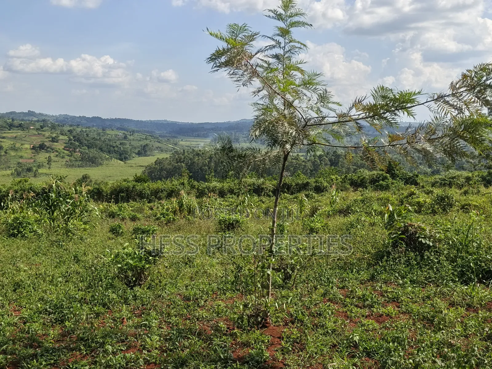 5.5acres of Commercial Land on Sale in Mukuunyu Town Council in Kyenjojo