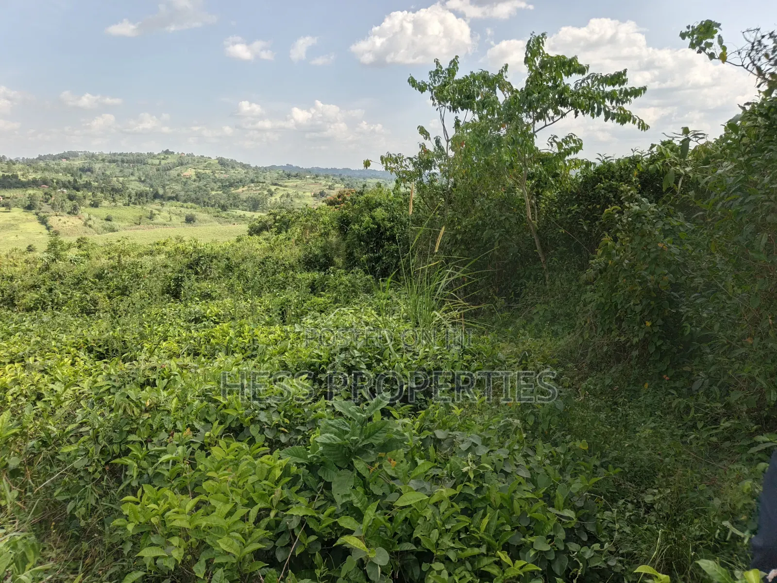 5.5acres of Commercial Land on Sale in Mukuunyu Town Council in Kyenjojo