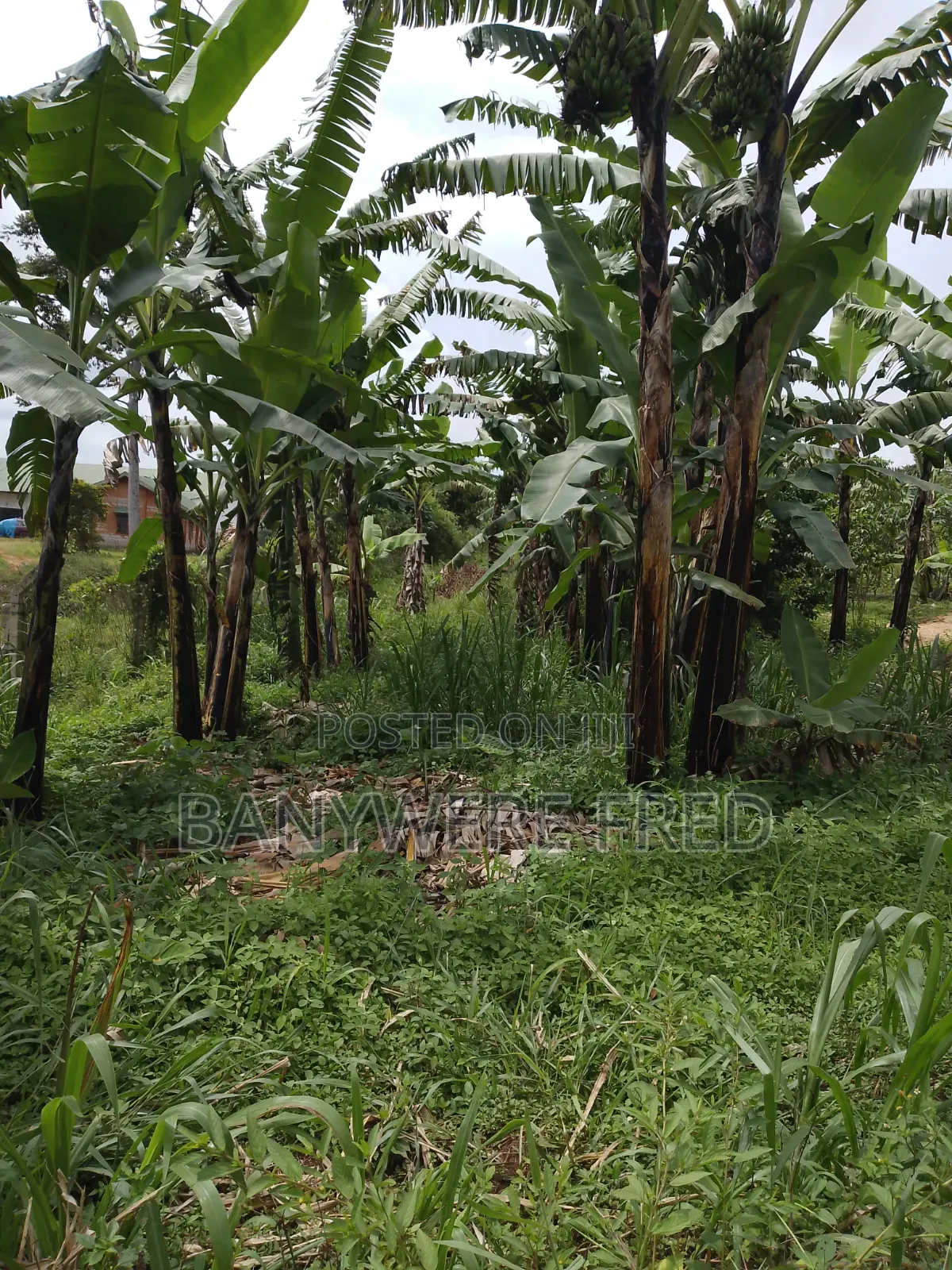 120 Acres Of Farmland In Nakaseke in Nyimbwa