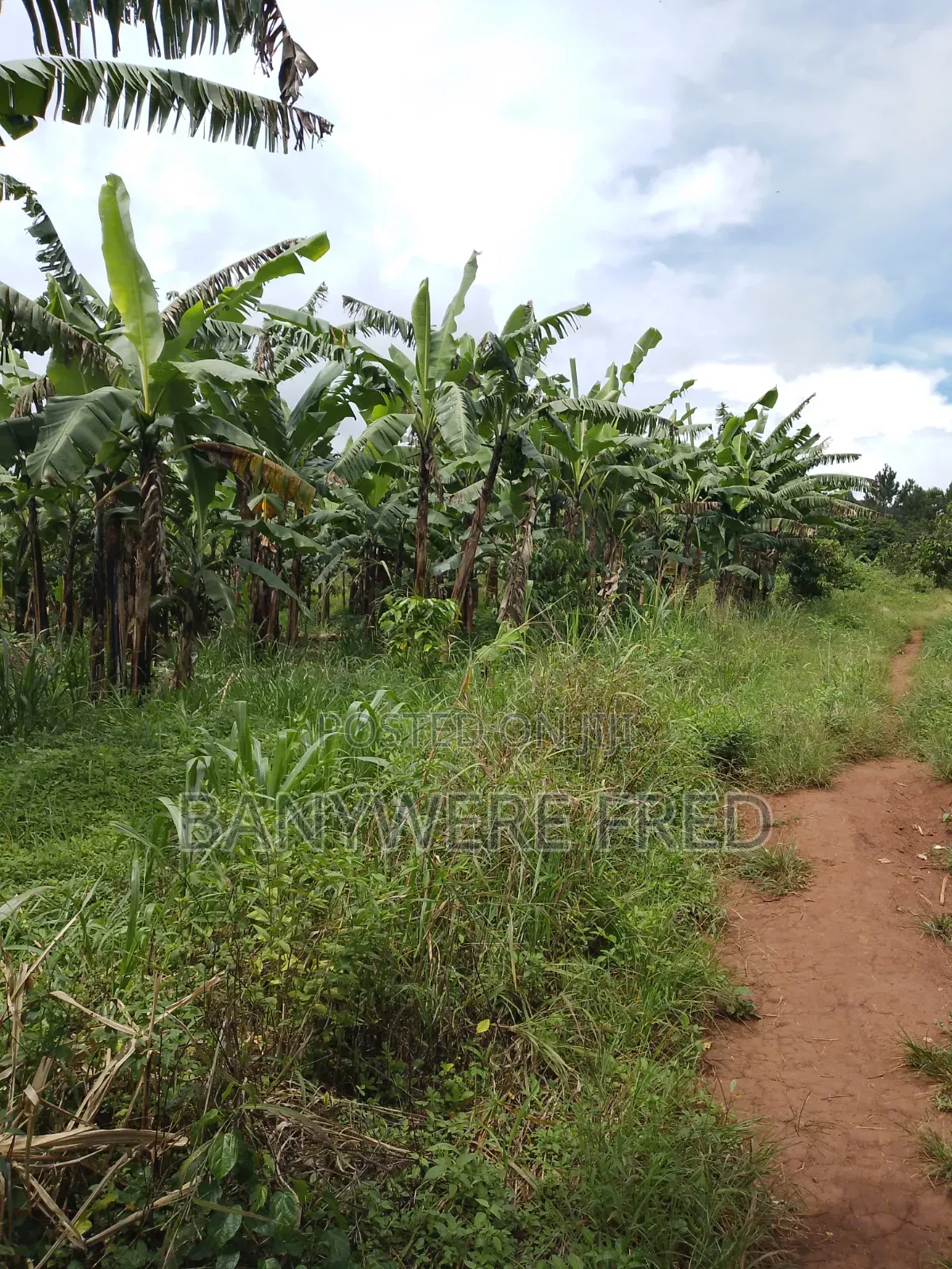 120 Acres Of Farmland In Nakaseke in Nyimbwa