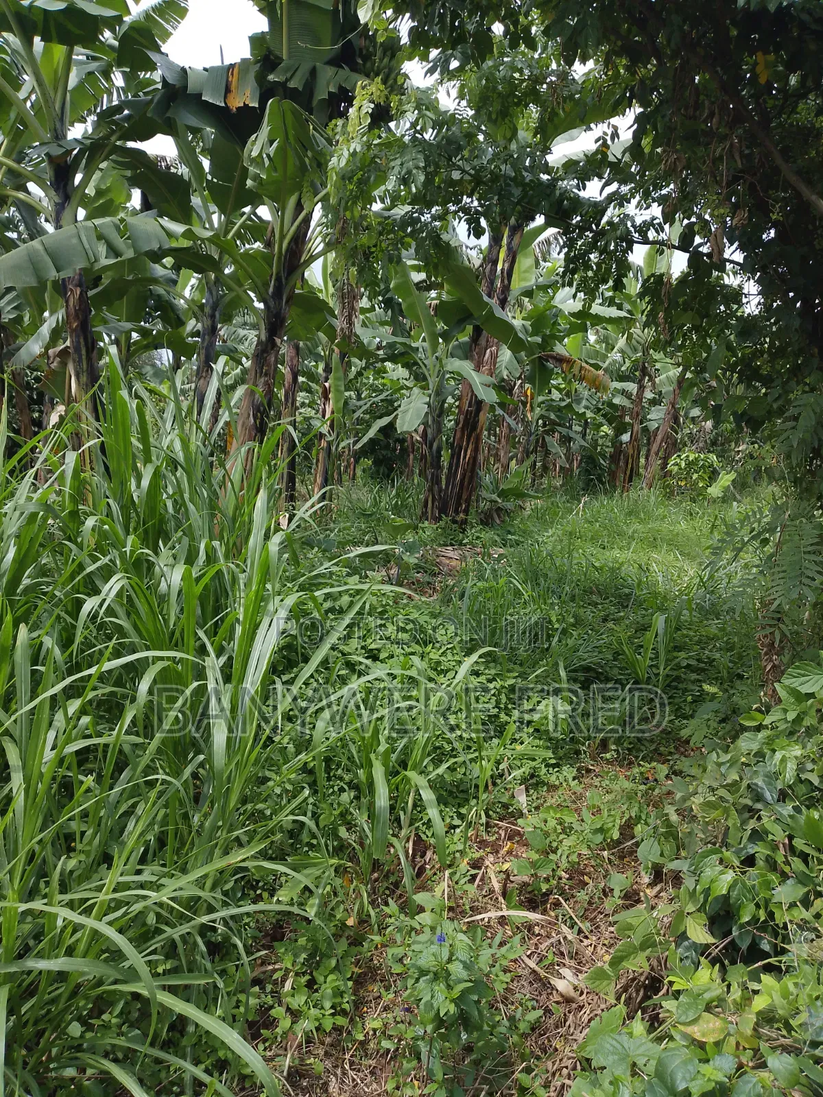 120 Acres Of Farmland In Nakaseke in Nyimbwa