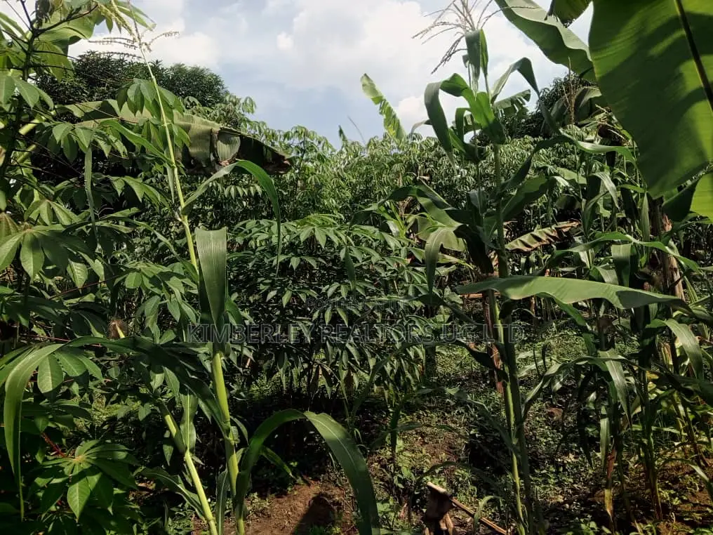 Buzibwera Kyikusa Farmland Estate in Mbarara