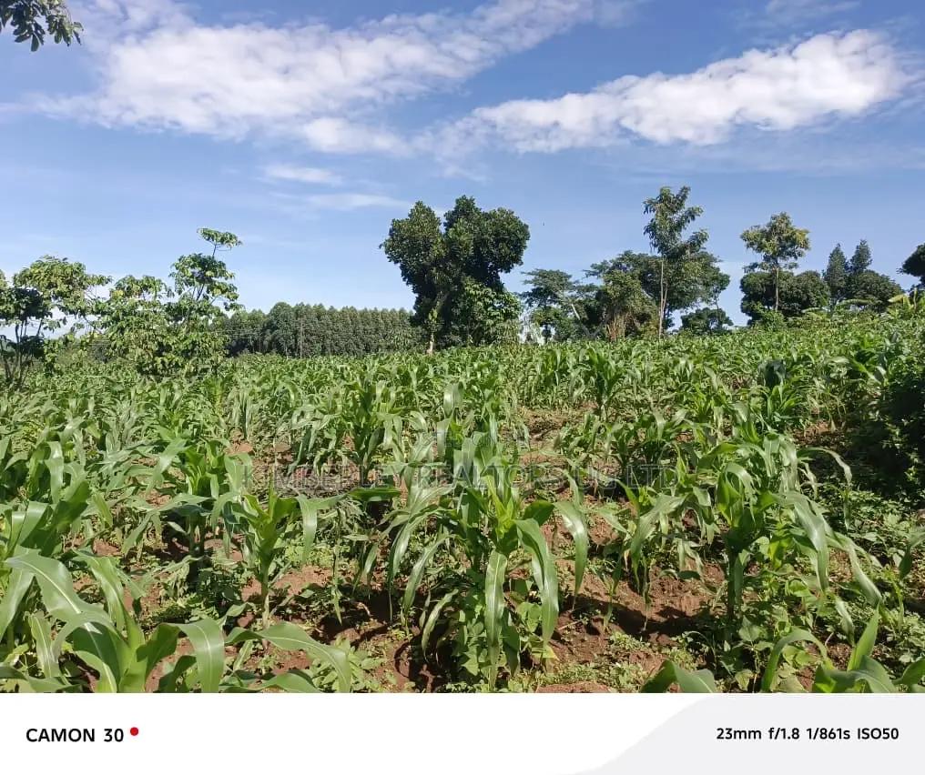 Bugema Hostel Estate View Plots for Sale in Division A