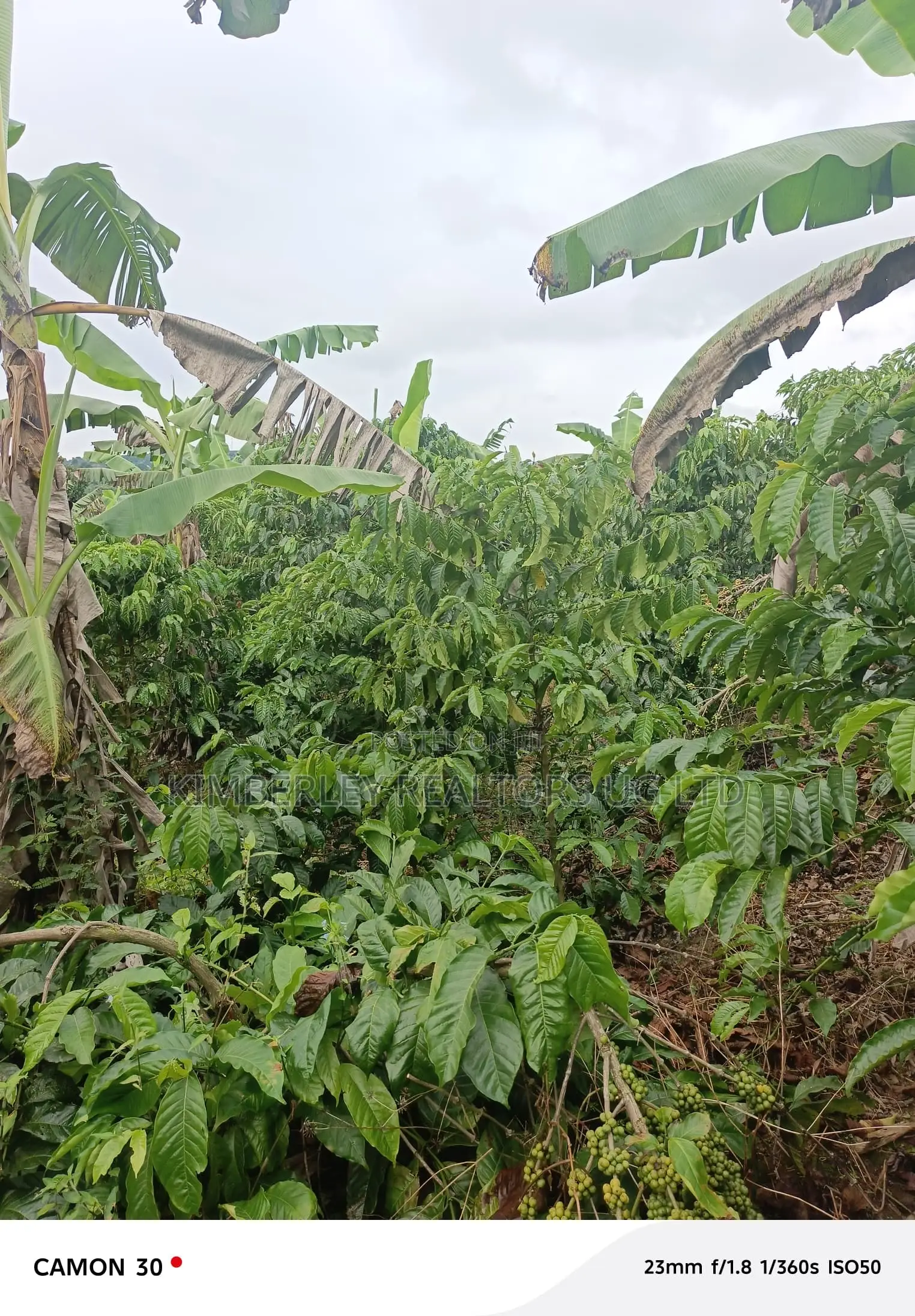  Farmland for Sale – Masaka in Nyendo